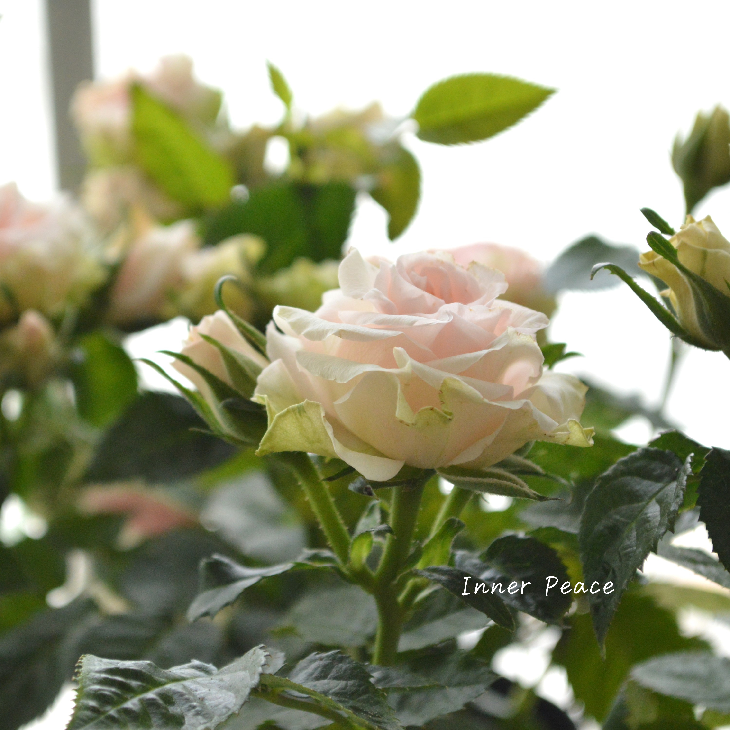 【美しい】 ミニ薔薇 『コルダナ・ポエトリー』 3寸POT