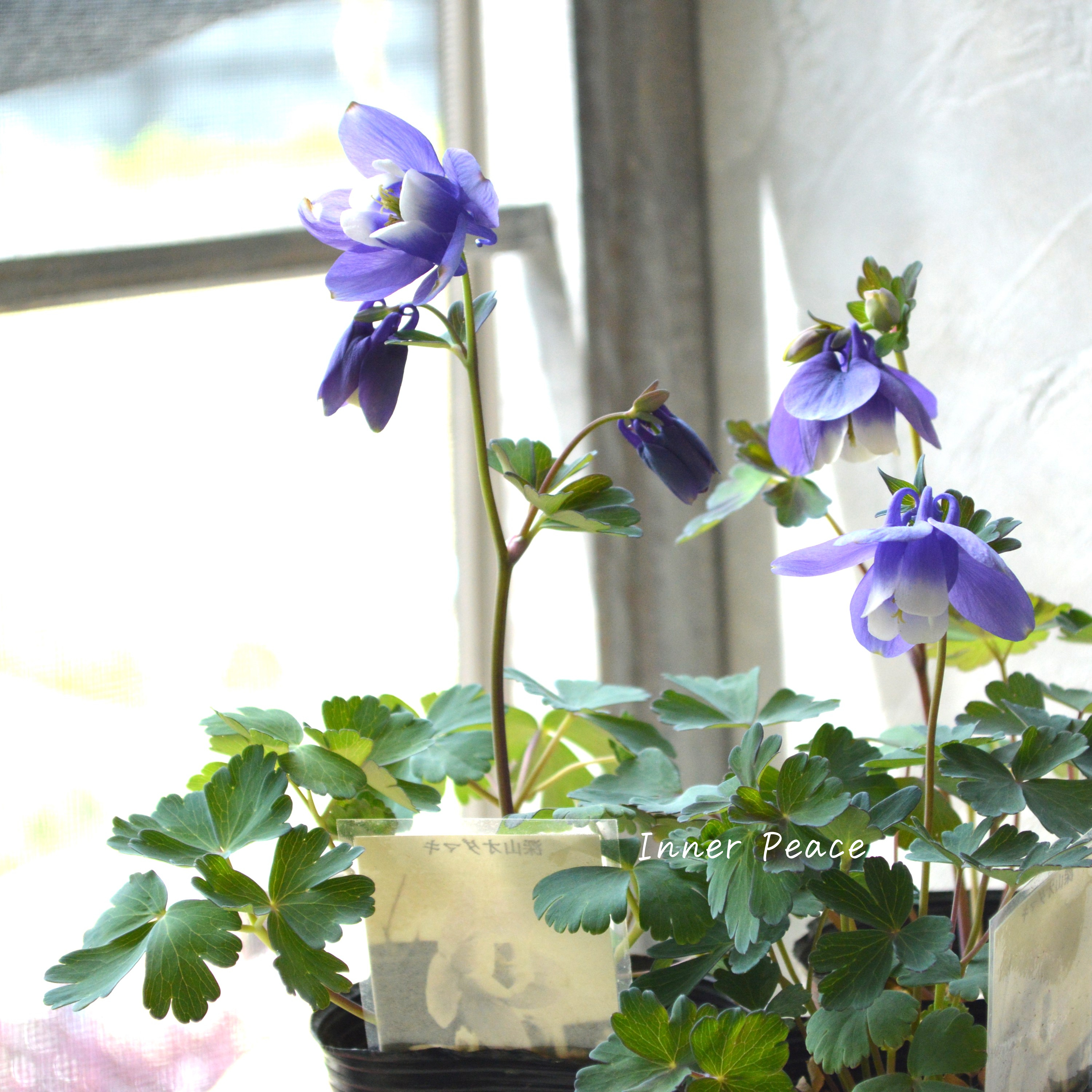 【美しい】 深山オダマキ 『紫花』 3寸POT