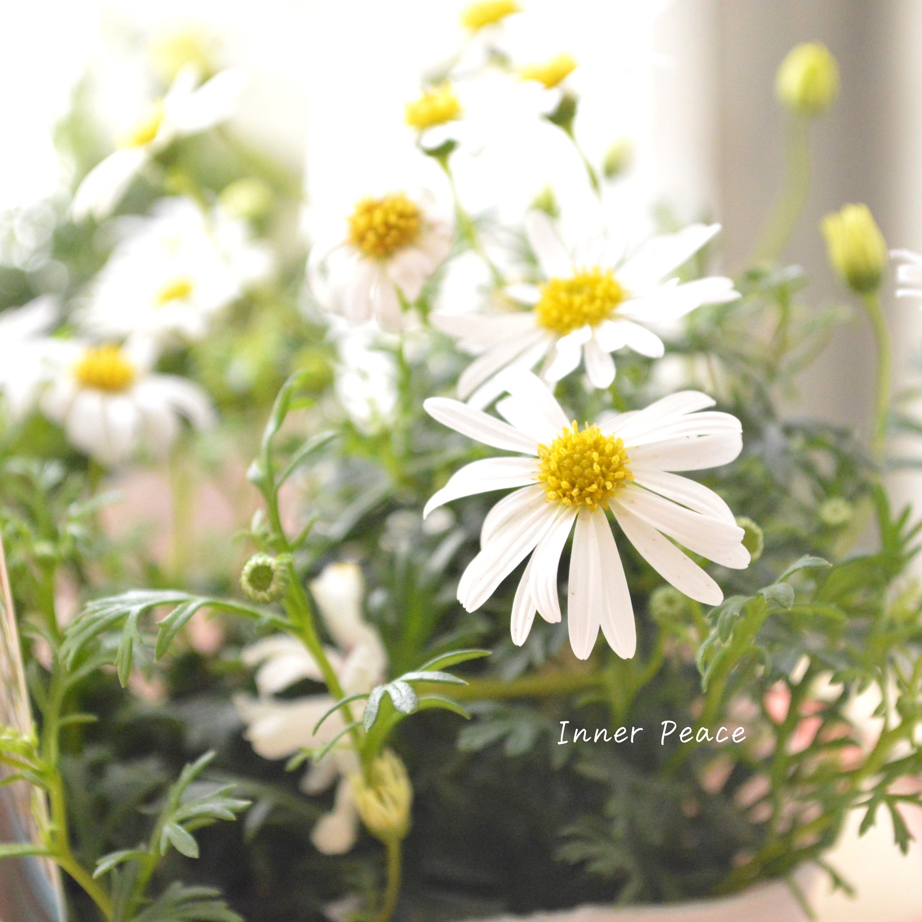 【かわいい】 ブラキカム 『スープリームホワイト』 3寸POT