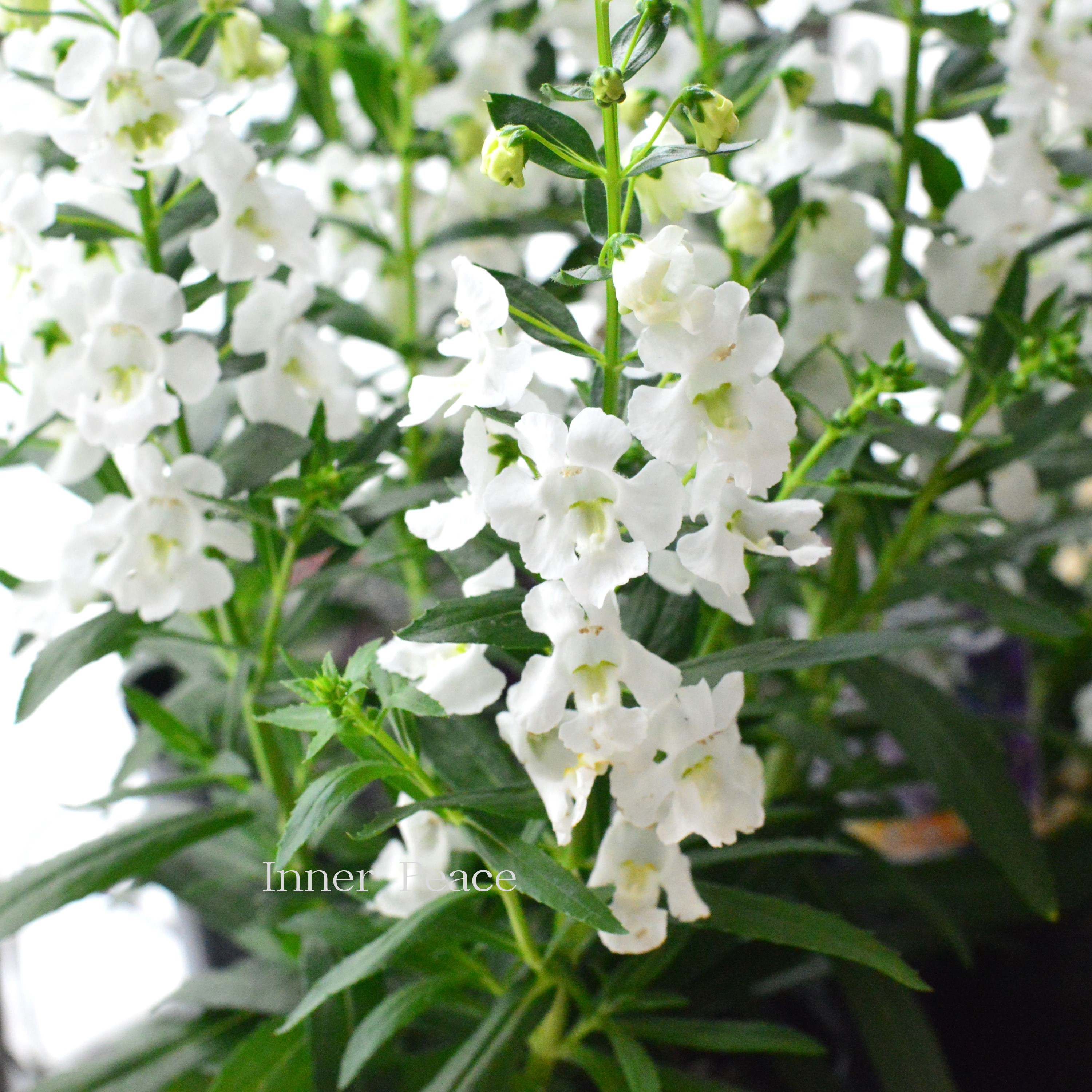 【酷暑に強い】 栄養系 アンゲロニア 『センセーション・ホワイト』 3.5寸ロングPOT