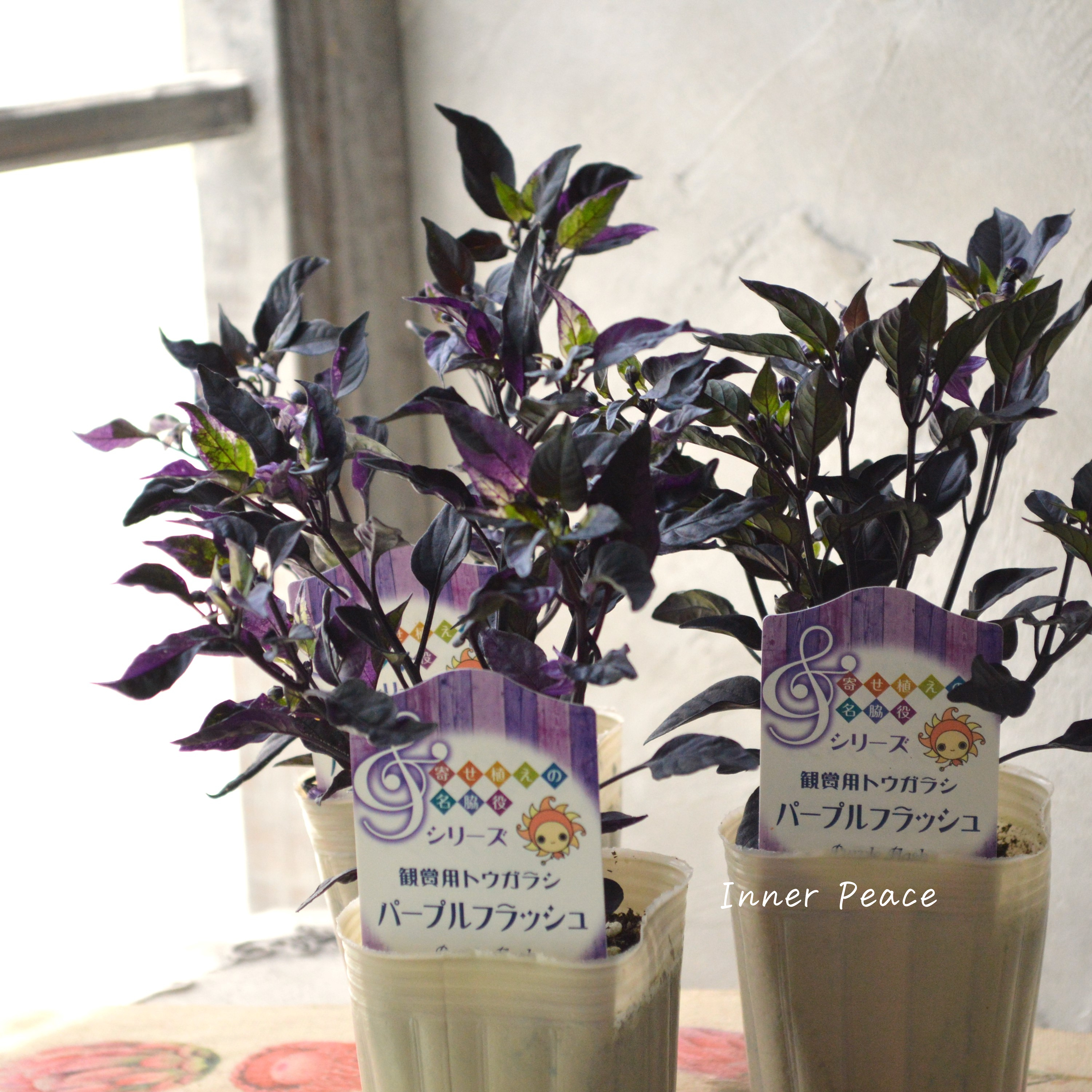 【暑さに強い】 トウガラシ 『パープルフラッシュ』 2.5~3寸POT