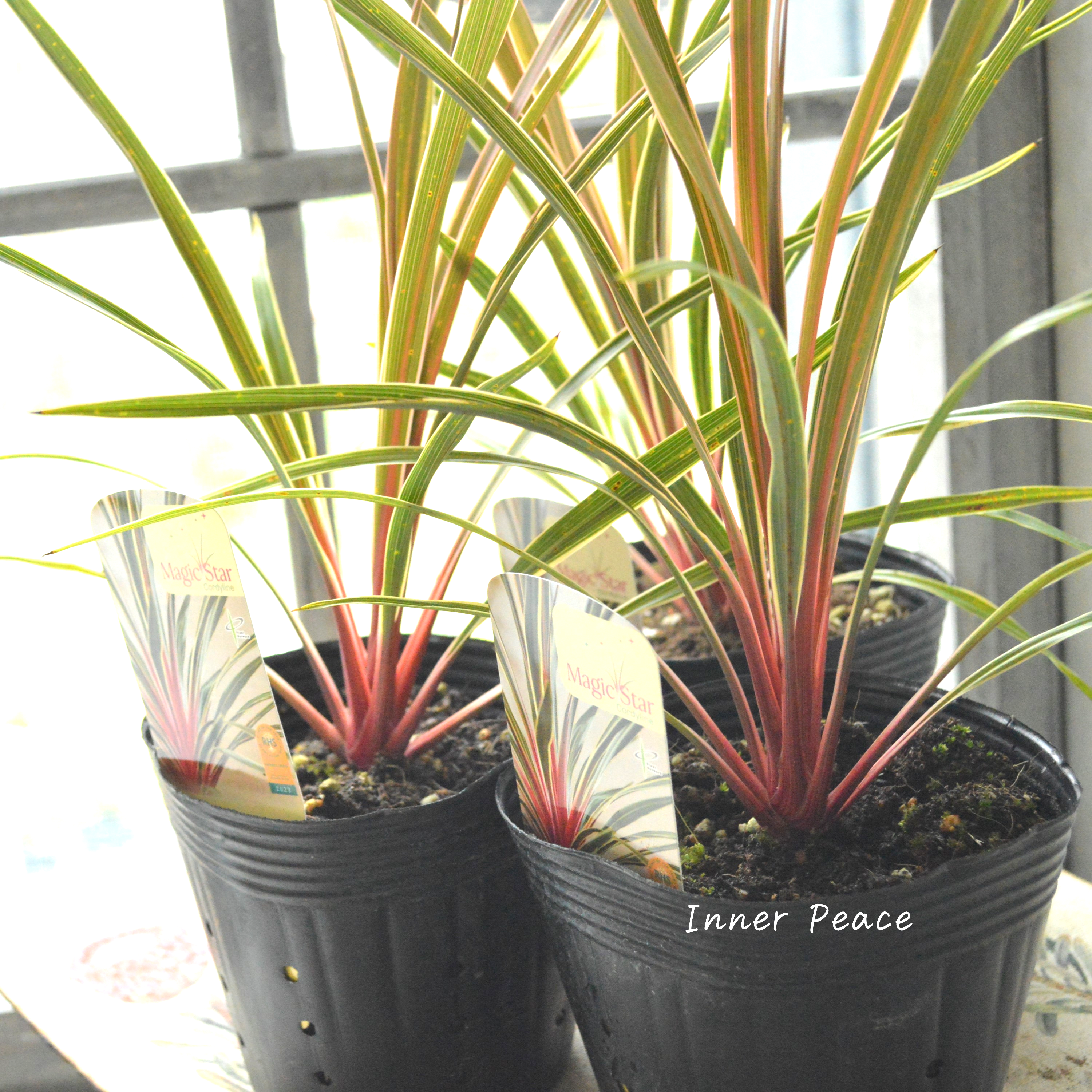 【日本初上陸】 コルジリネ 『マジックスター』 4号POT