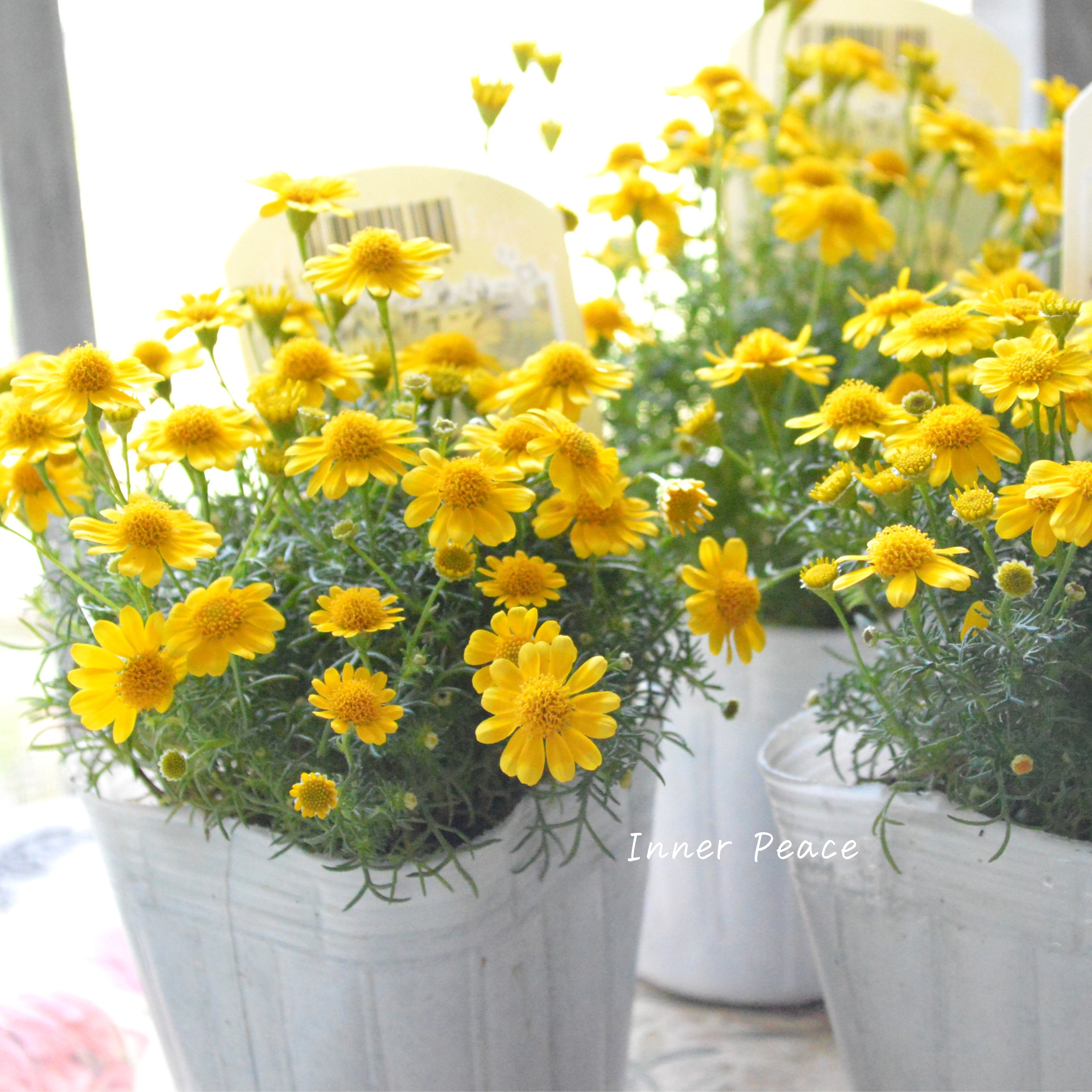 【小花がかわいい】ダールベルグデージー 3寸POT