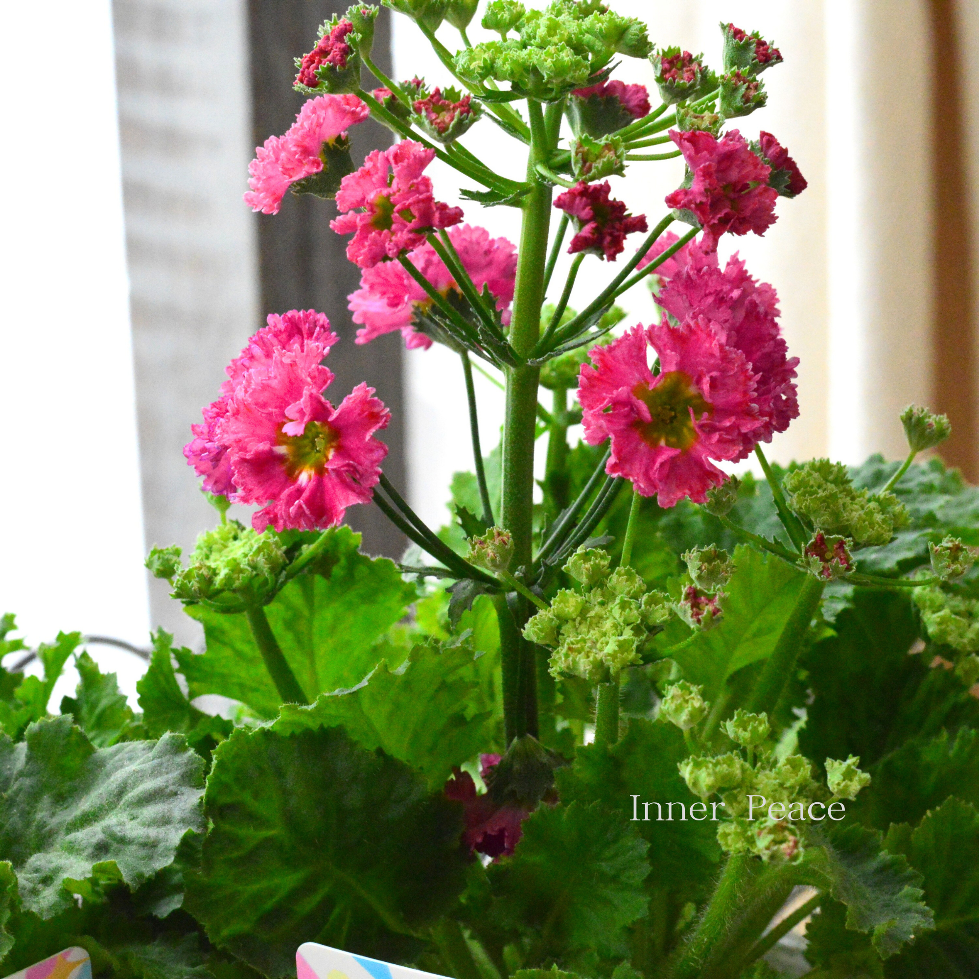 【北島園芸さん】 プリムラ マラコイデス 『パチパチキャンディ・レッド系』 3.5寸POT