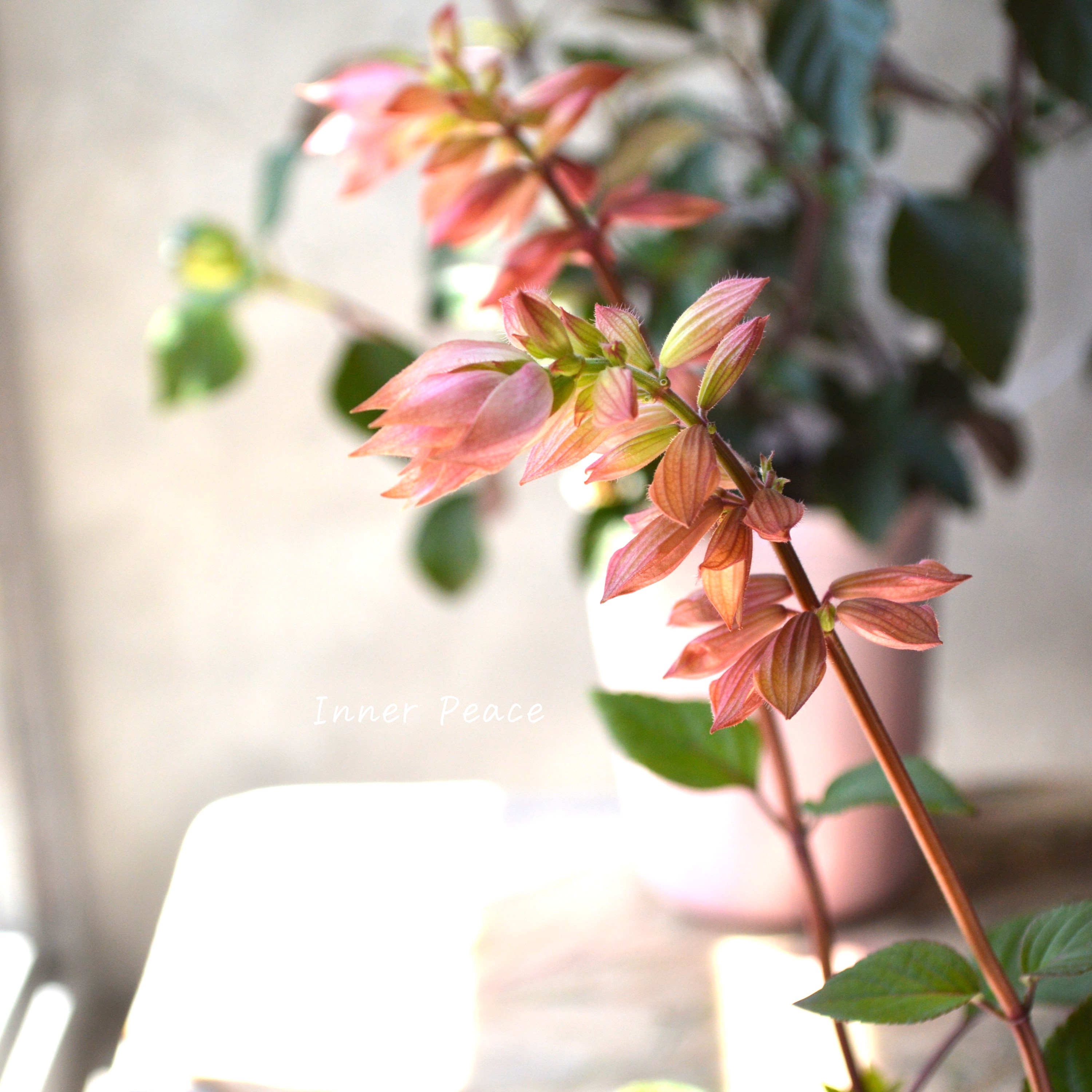 【宿根】 サルビア 『エンバーウィッシュ』 3.5寸POT