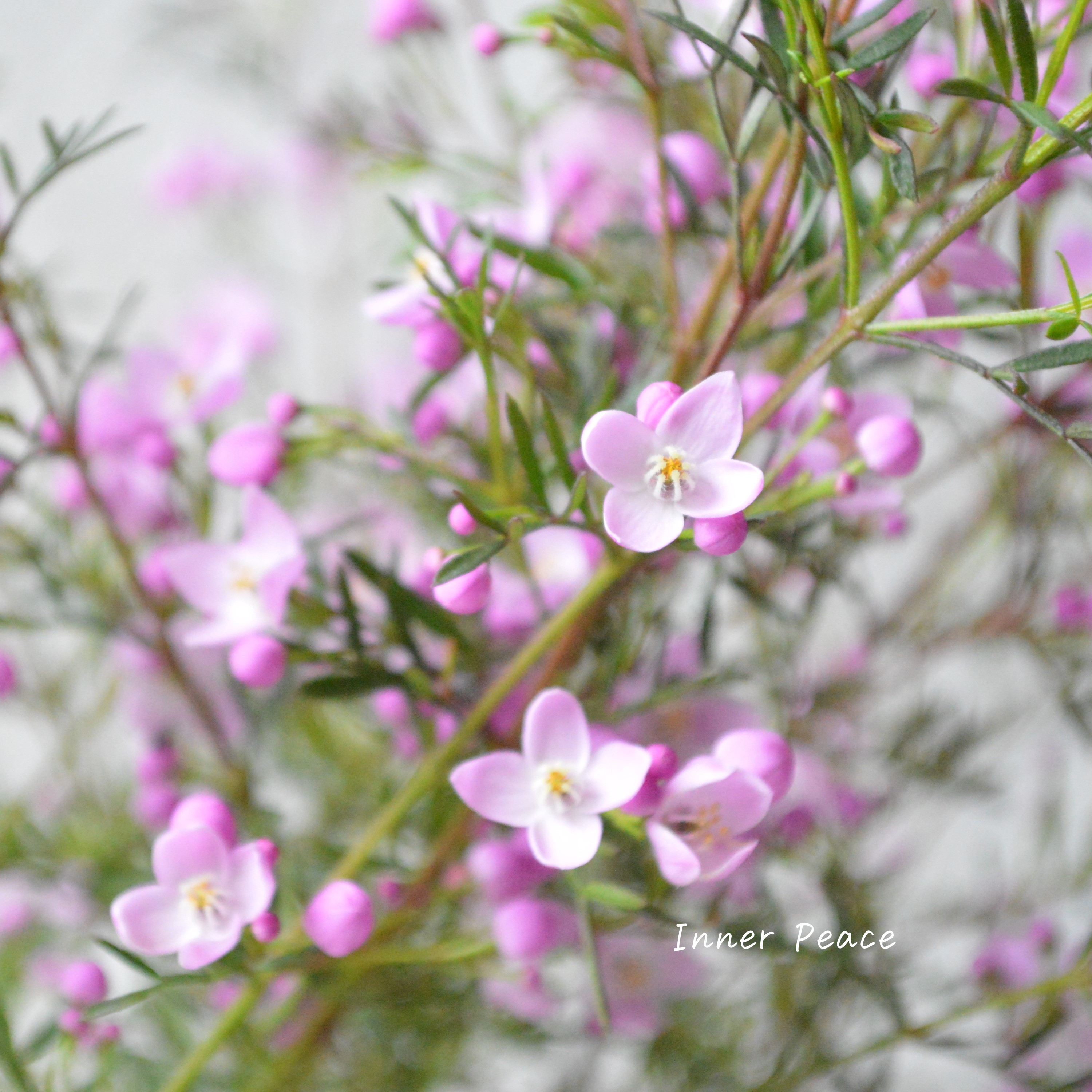【かわいい】 ボロニア 『ピナータ』 3寸POT