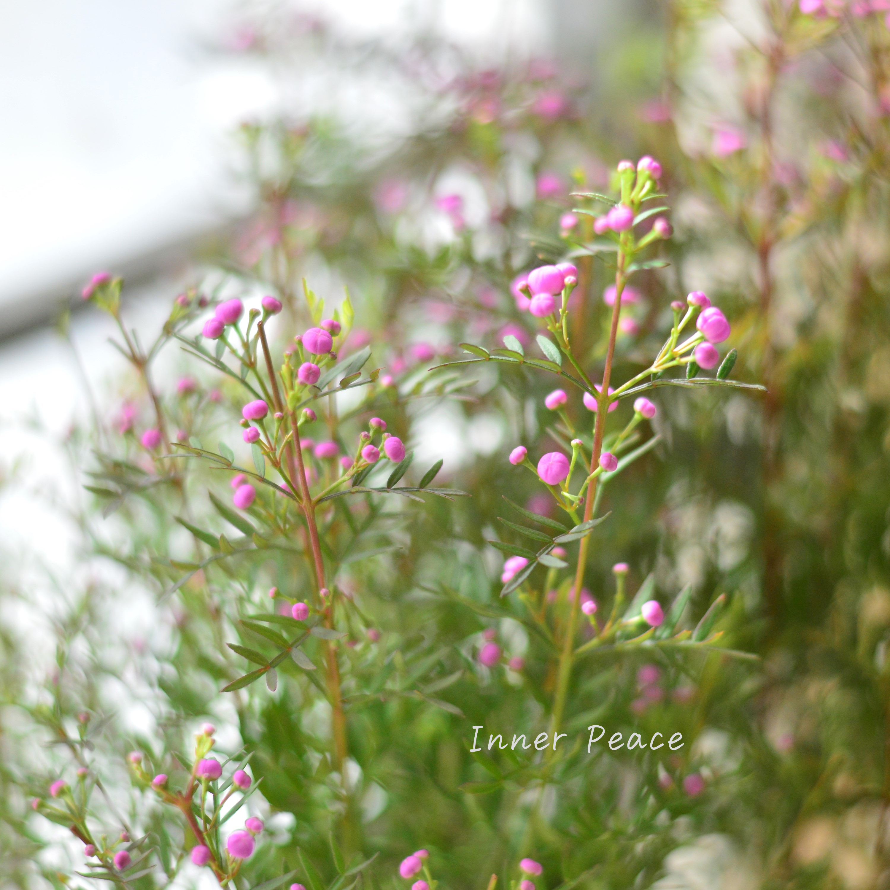 【かわいい】 ボロニア 『ピナータ』 3寸POT