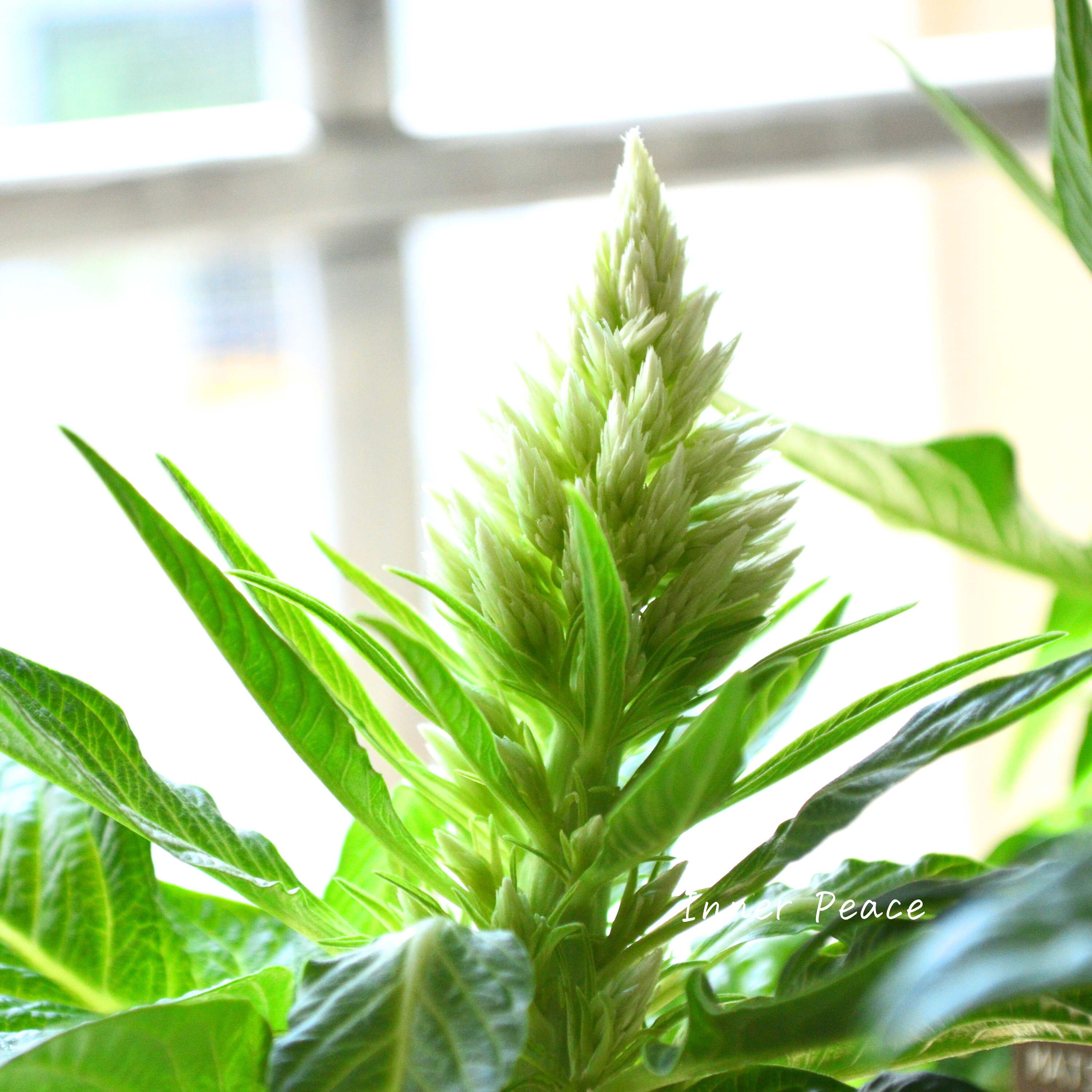 【マツバラフラワーファームさん】 セロシア 『サンディグリーン』 3寸ロングPOT