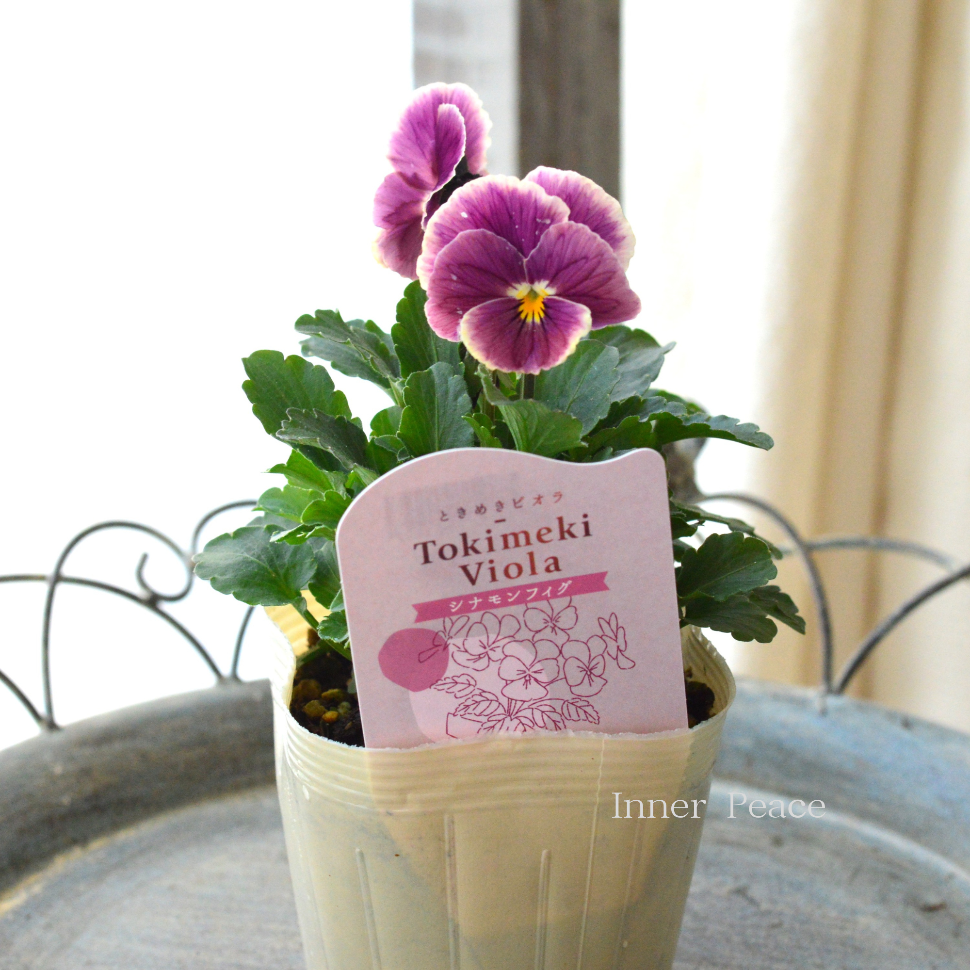 【奥田園芸さん】 ときめきビオラ 『シナモンフィグ』 3.5寸POT