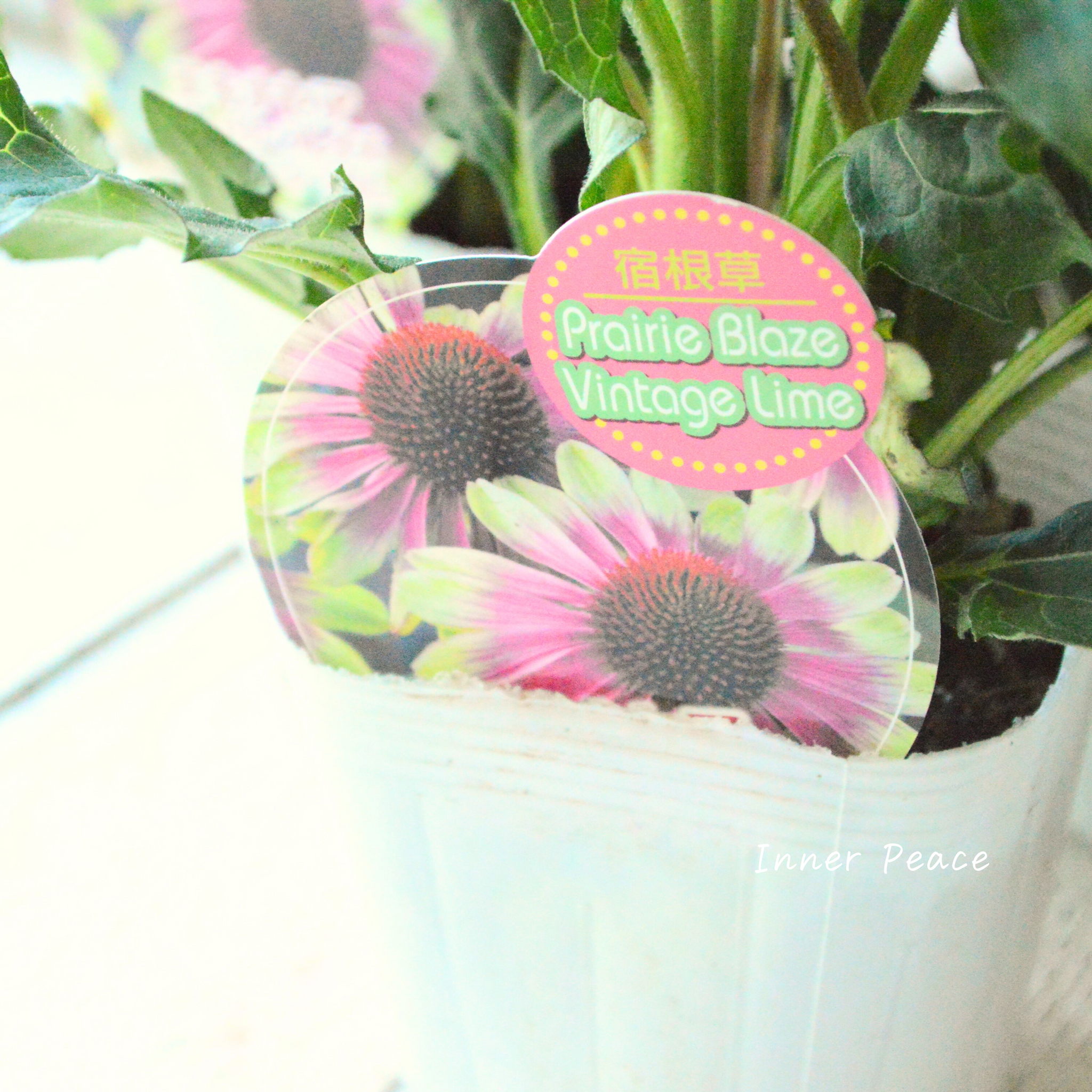 暑さ寒さに強い】 エキナセア 『プレーリーブレイズ・ヴィンテージ