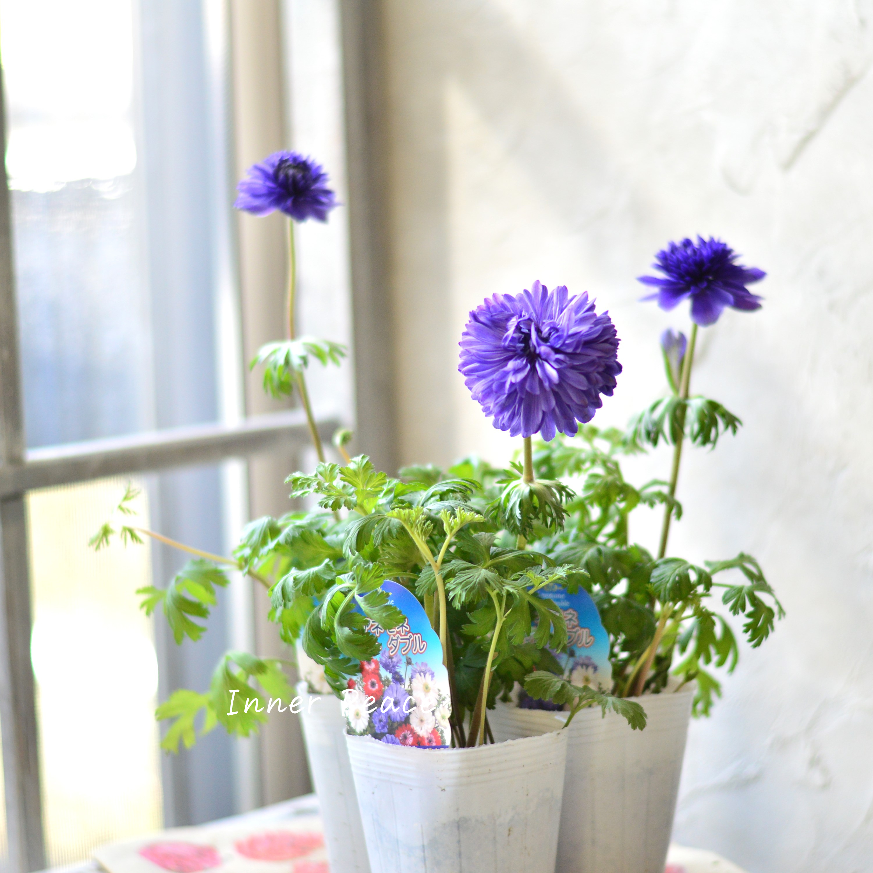 【八重咲き】 アネモネ 『ポルト・ダブルブルー』 3~3.5寸POT