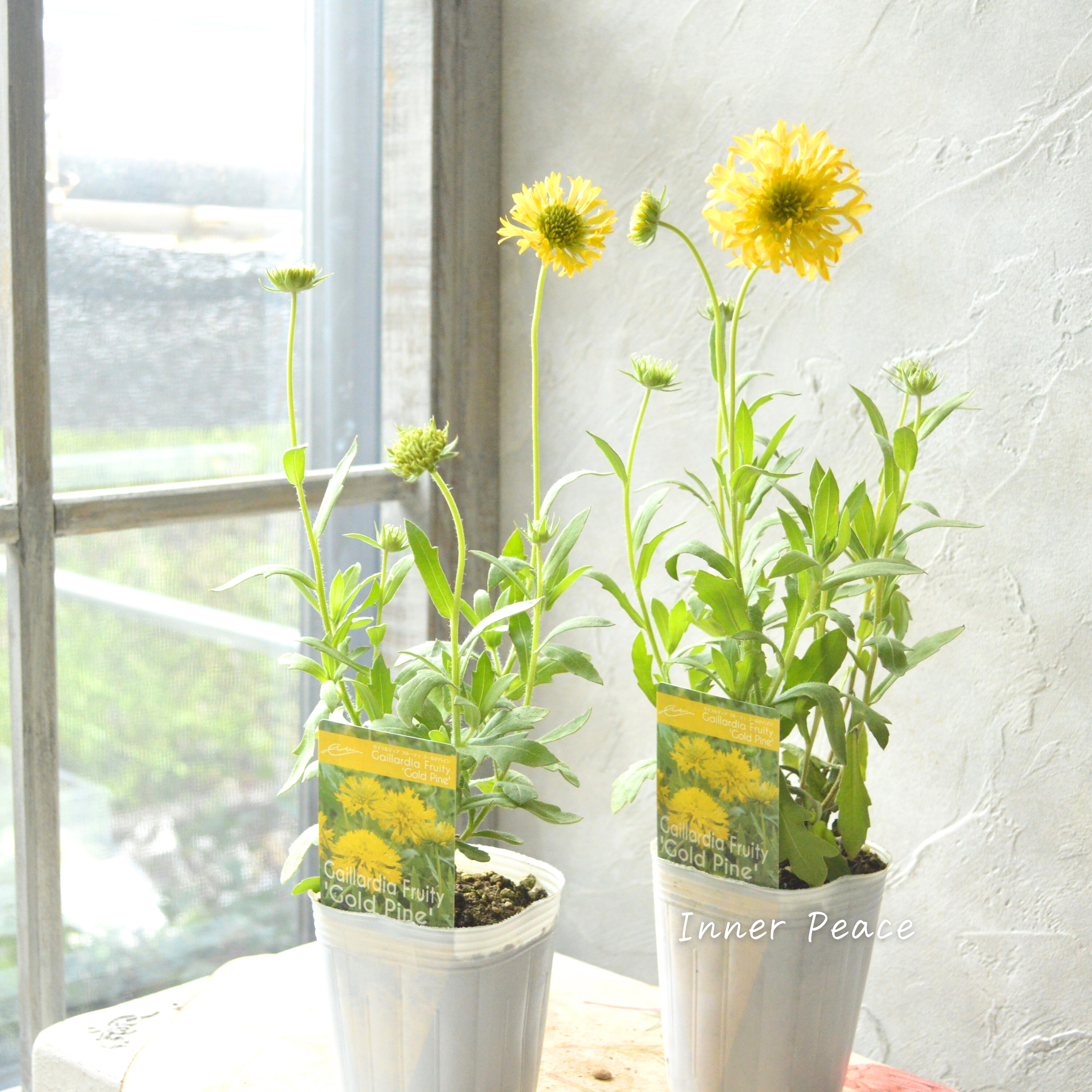 【人気】 ガイラルディア 『フルーティ・ゴールドパイン』 3寸ロングPOT