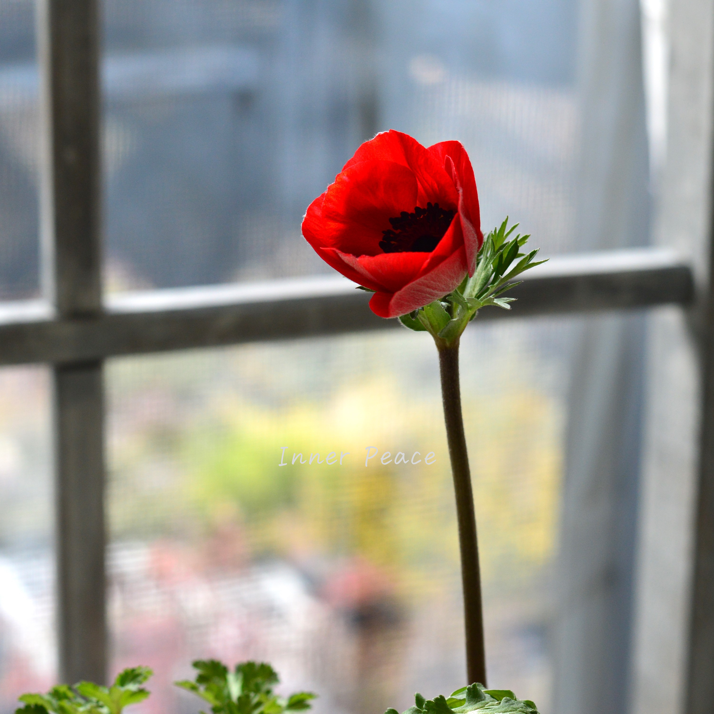 【人気】 アネモネ 『ポルト・レッド系』 3~3.5寸POT