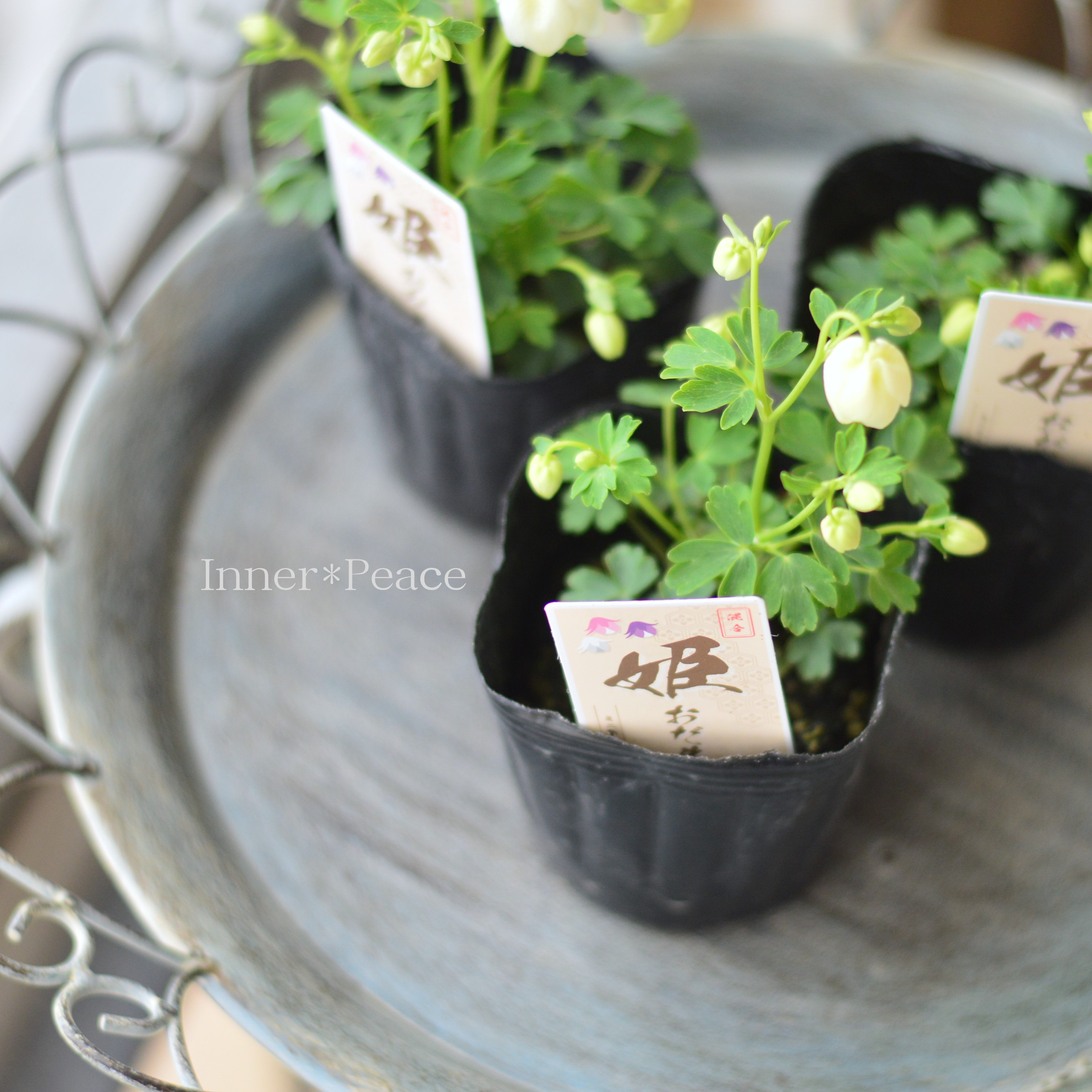 【かわいい】 姫オダマキ 『ホワイト系』 3寸POT