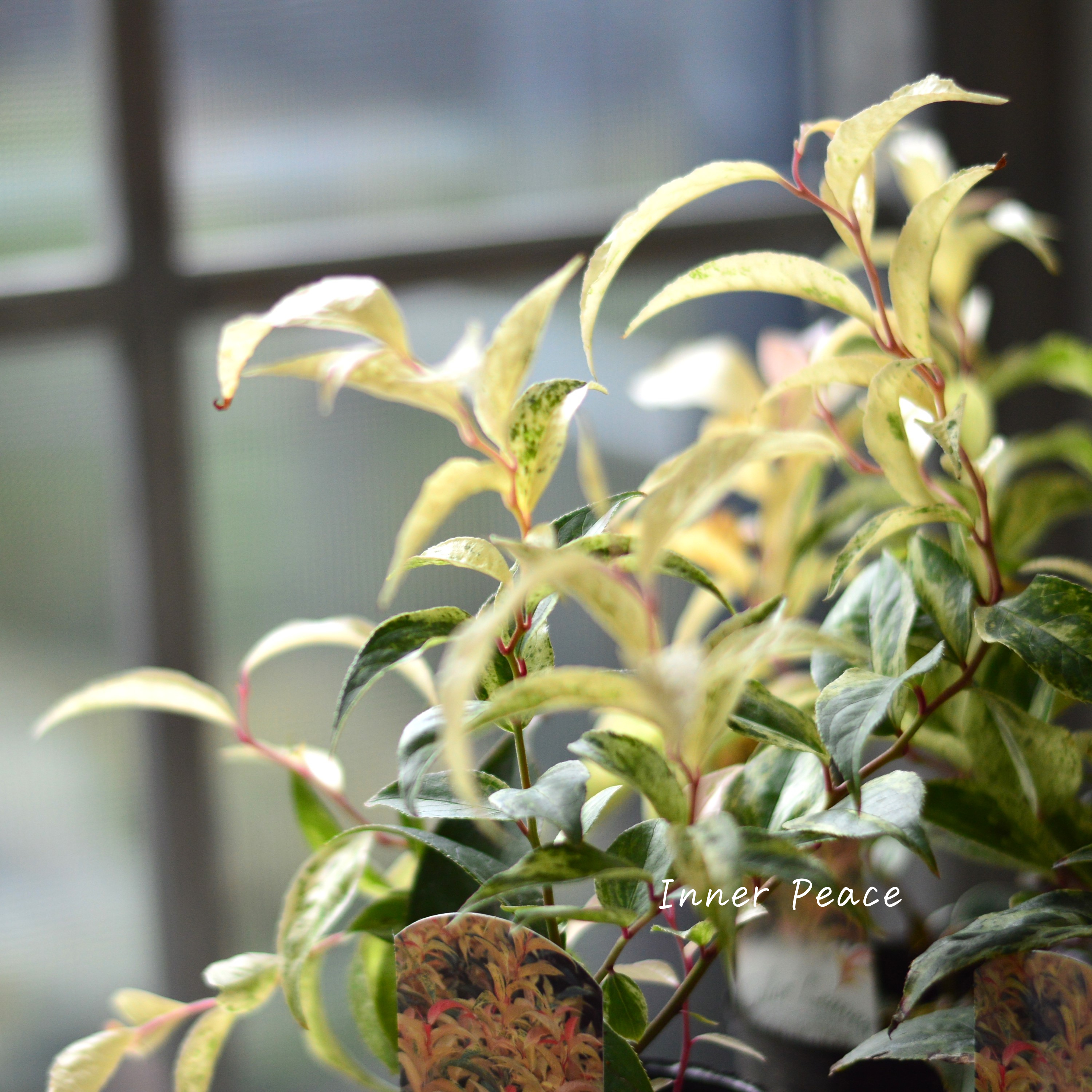 【斑入り】 ルコテー(西洋イワナンテン) 『レインボー』 3寸ロングPOT