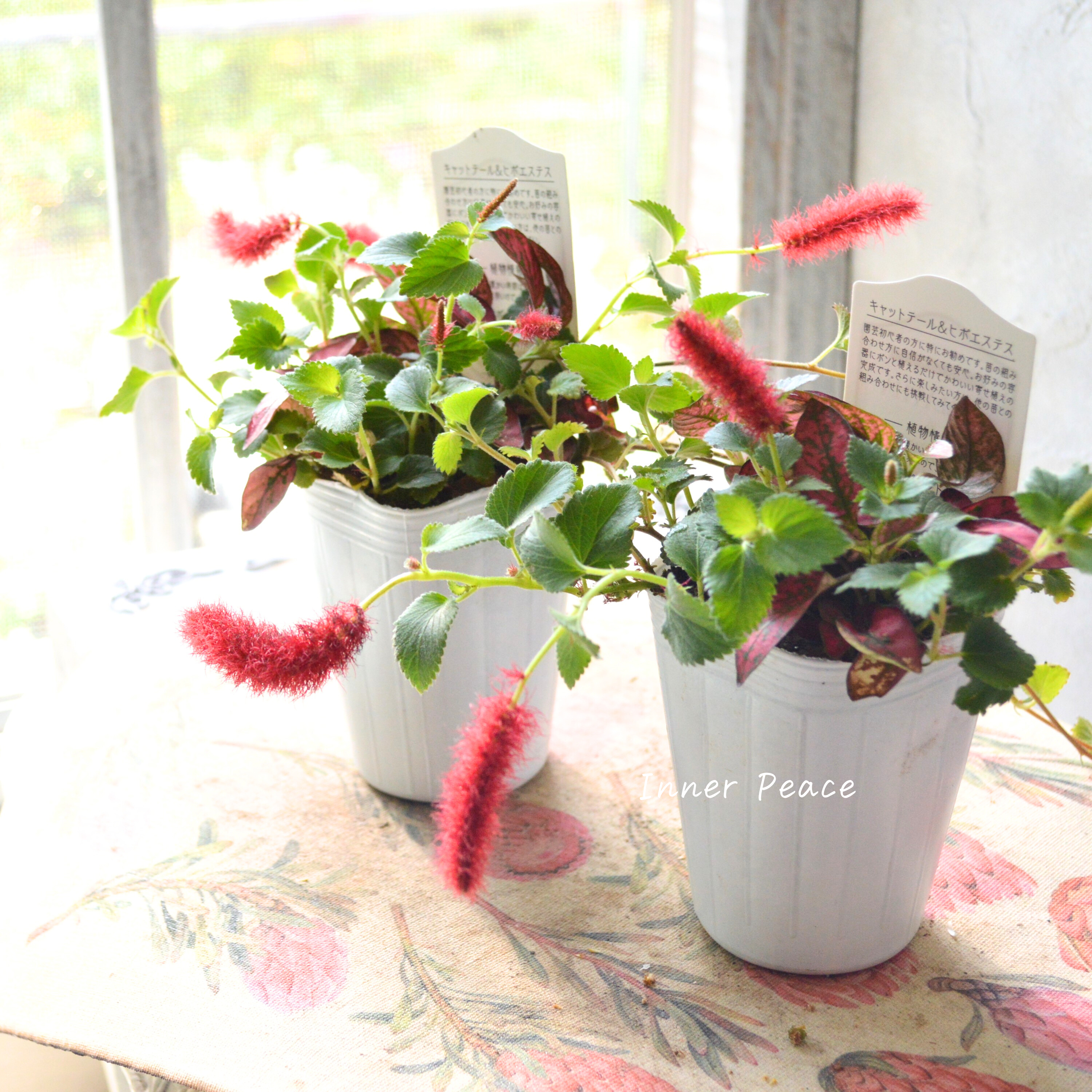 【寄せ植えに】 ヒポキャット(ヒポエステス赤+キャッツテール) 2.5寸ロングPOT