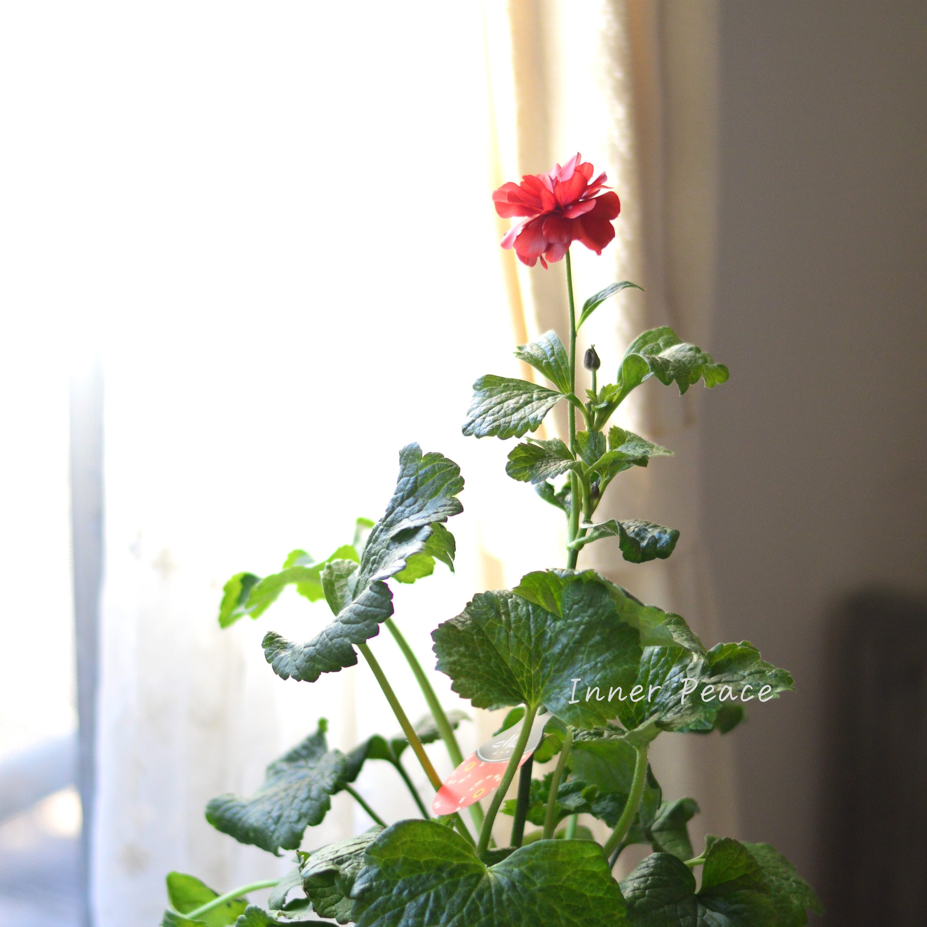 【美しい】 ラナンキュラス・ラックス 『ムーサ』 3.5寸ロングPOT