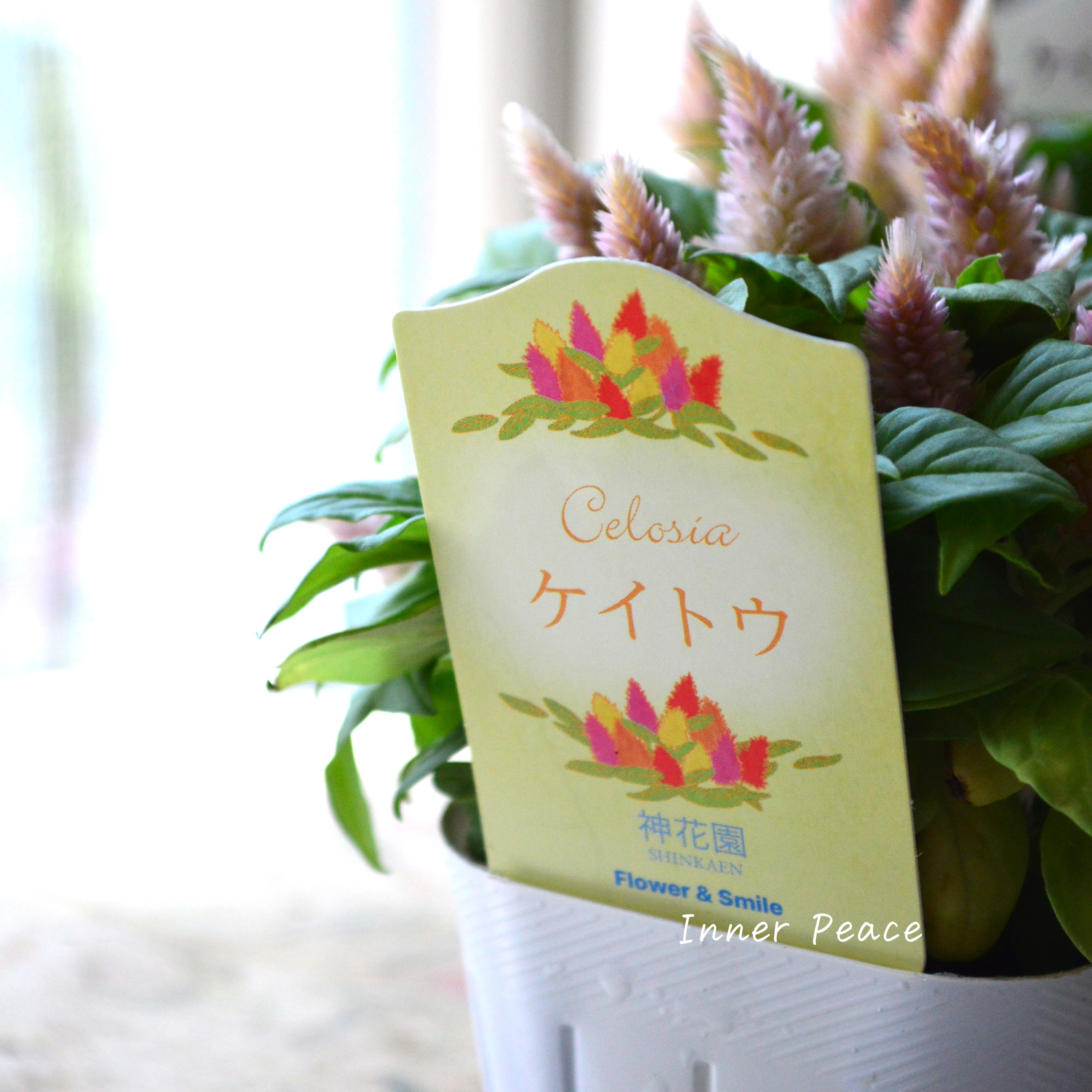 【秋のお花】 ケイトウ(多粒撒き) 『サーモンピンク』 3寸POT