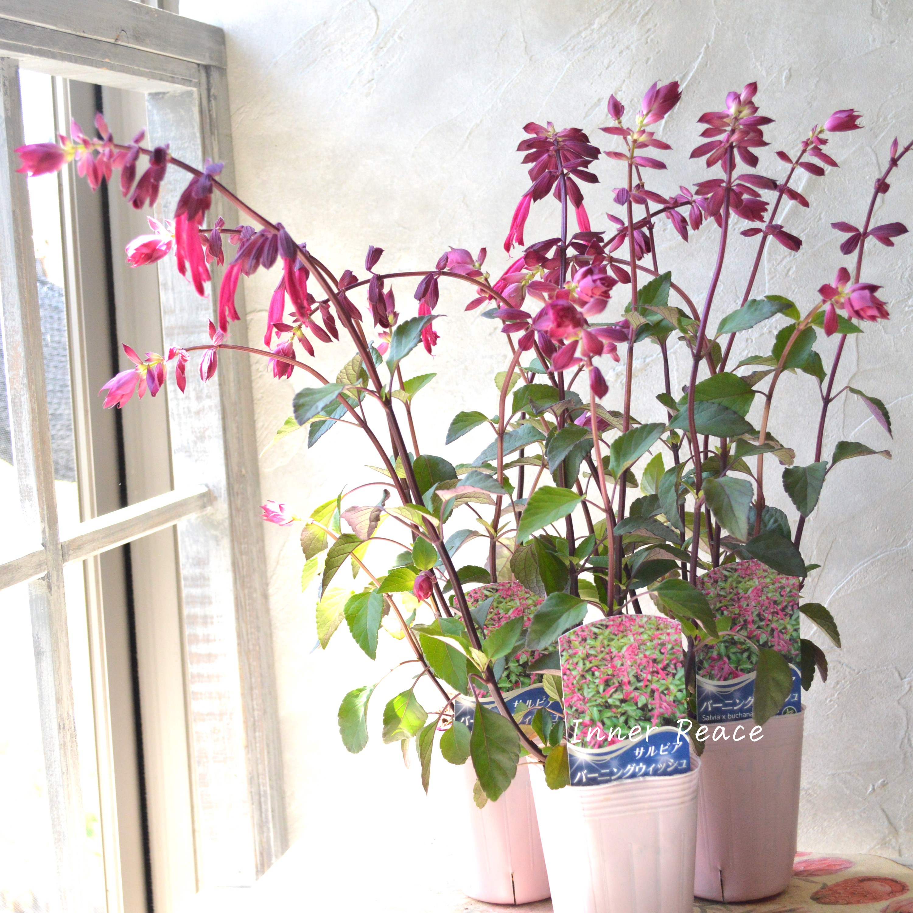 【宿根】 サルビア 『バーニングウィッシュ』 3.5寸POT