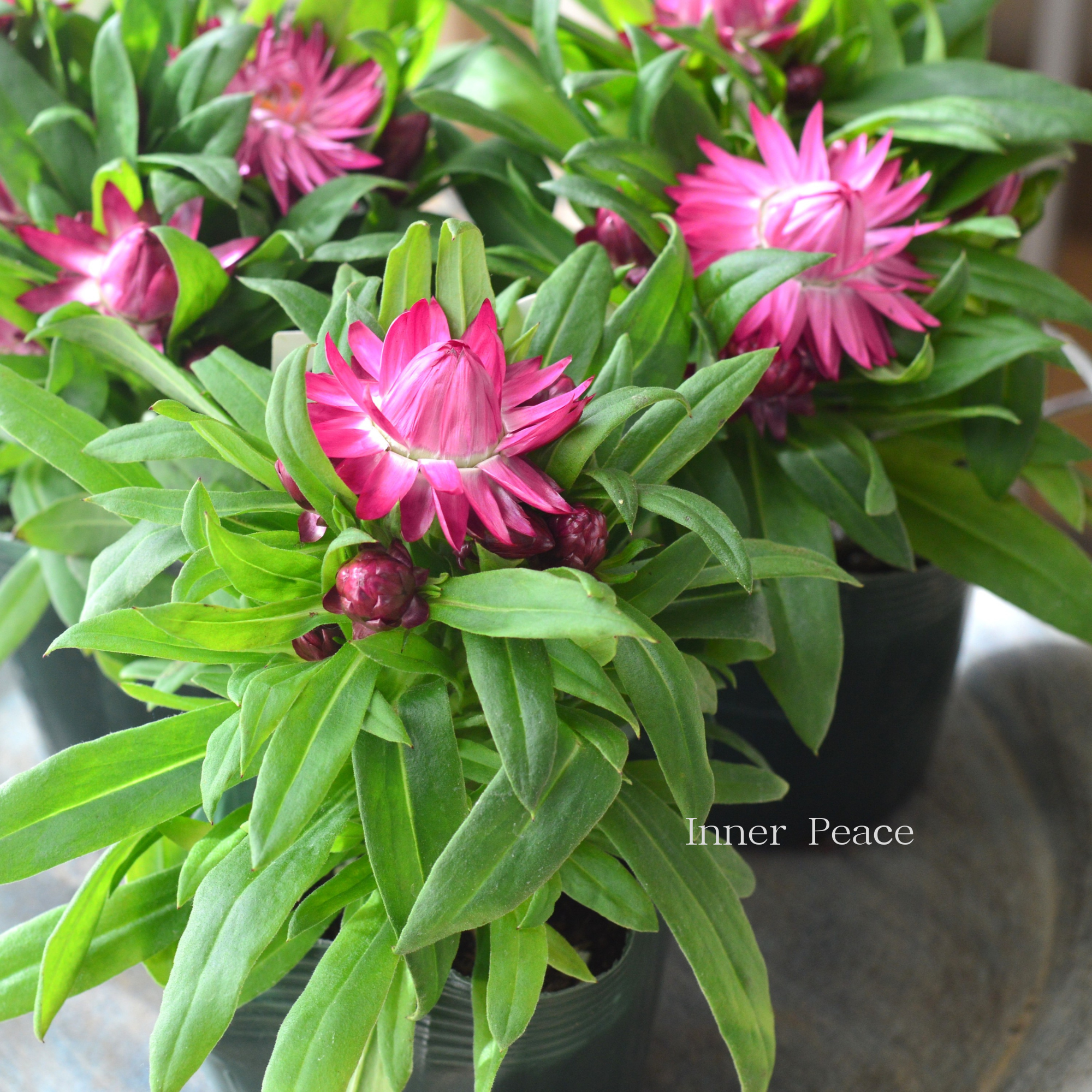 【ユニーク】 ブラクテアンサ(ヘリクリサム) 『モハベ・ピンク』 3.5寸POT