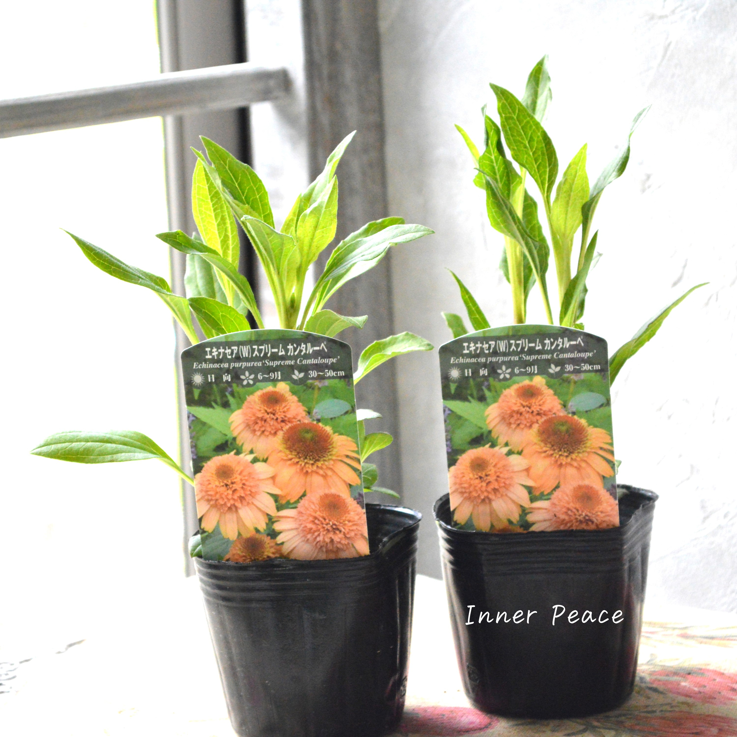 【暑さ寒さに強い】 エキナセア 『スプリーム カンタルーペ』植え込み用 3寸POT