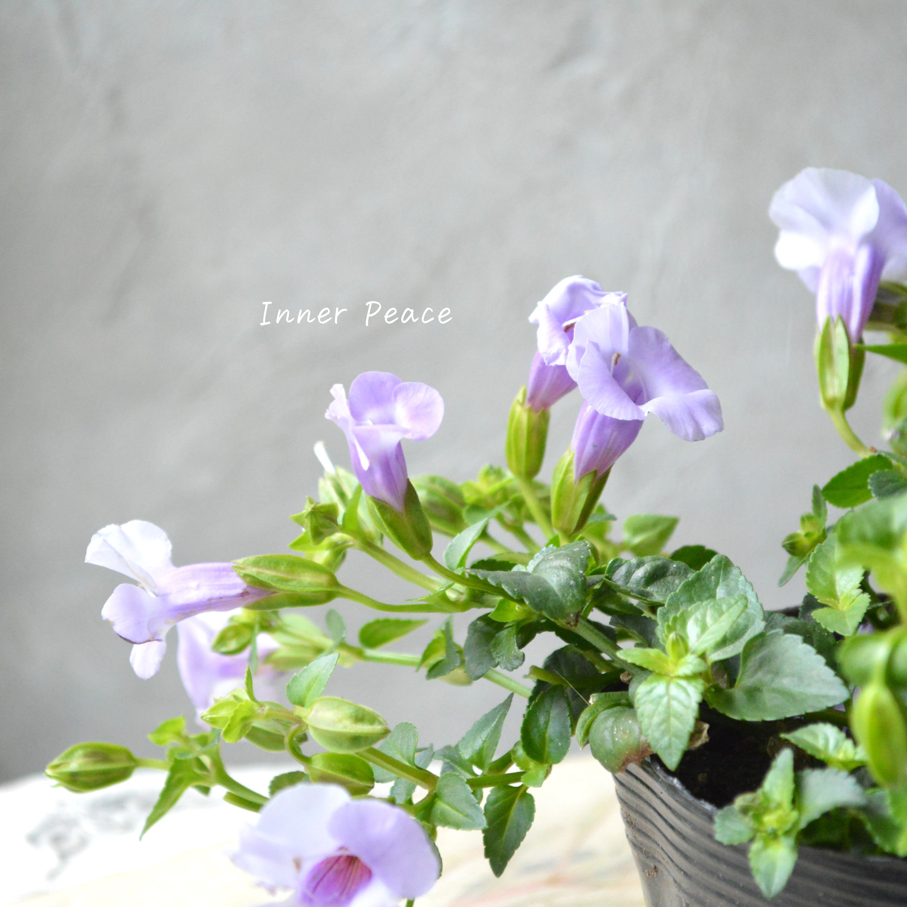 【PW】 スーパートレニア カタリーナ 『アイスリバー』 3.5寸POT