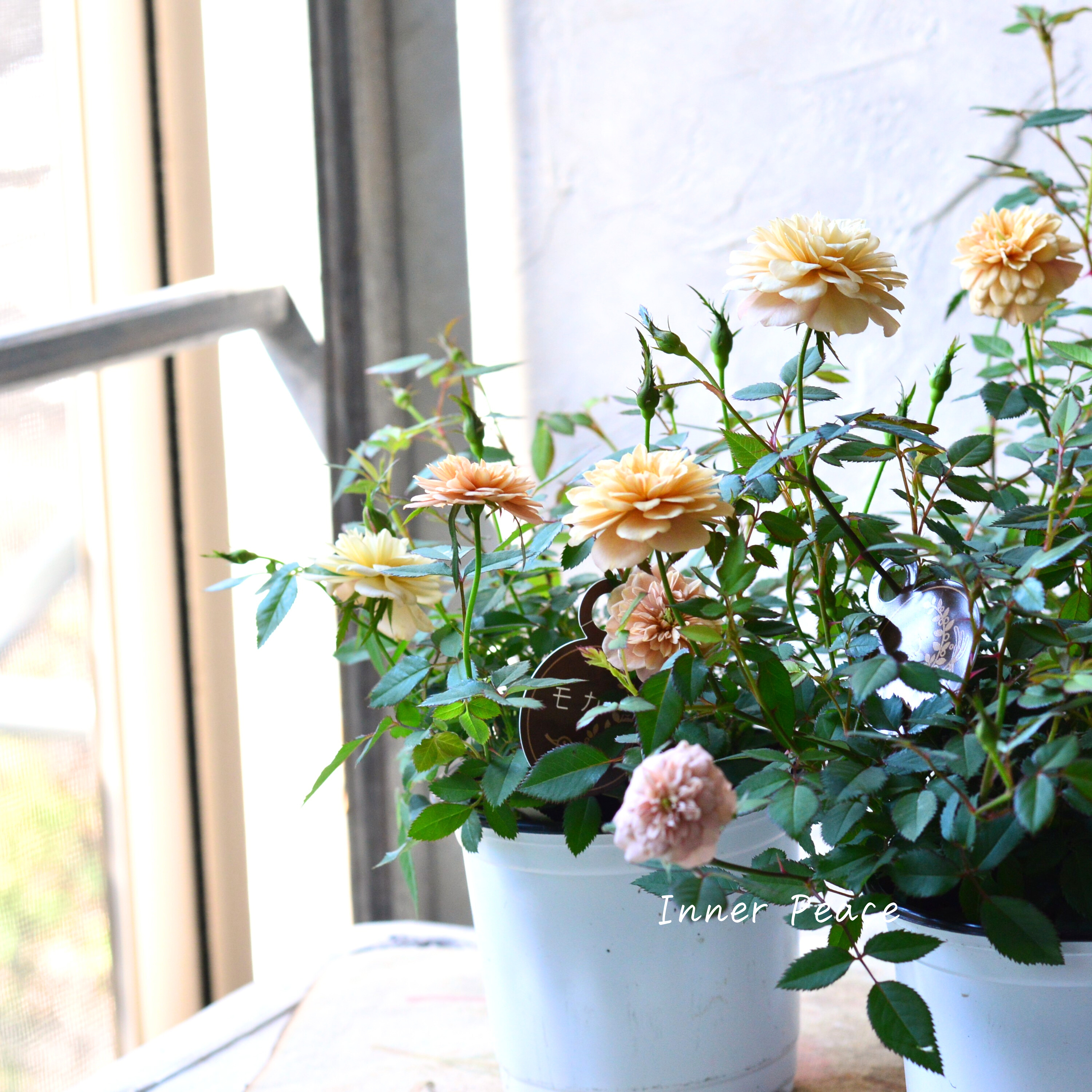 【アンティーク】 ミニ薔薇 『モカ』 3.5寸POT