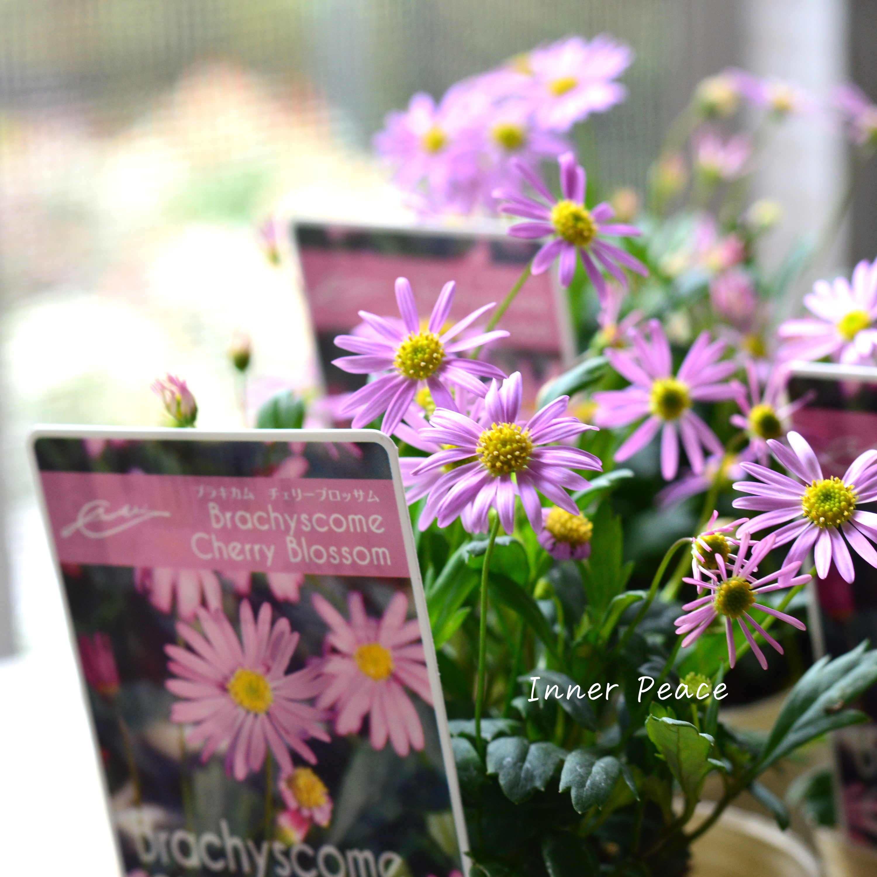 【かわいい】 ブラキカム 『チェリーブロッサム』 3寸POT