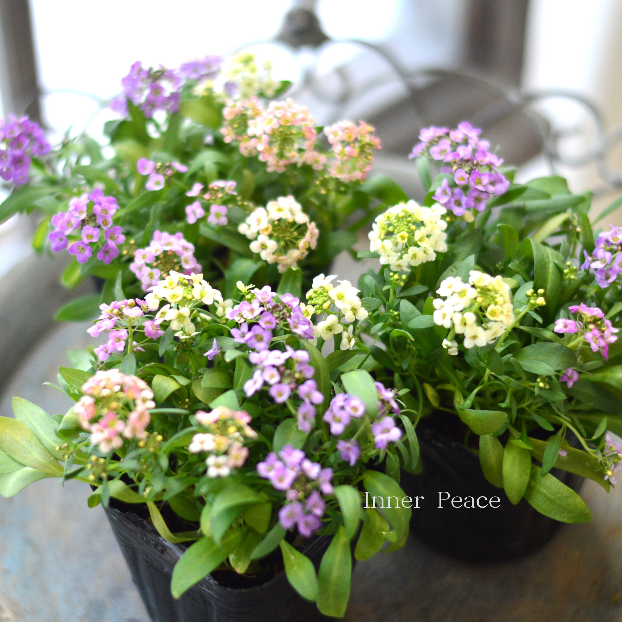 【寄せ植えに】 スイートアリッサム 『4色ミックス』 3寸POT