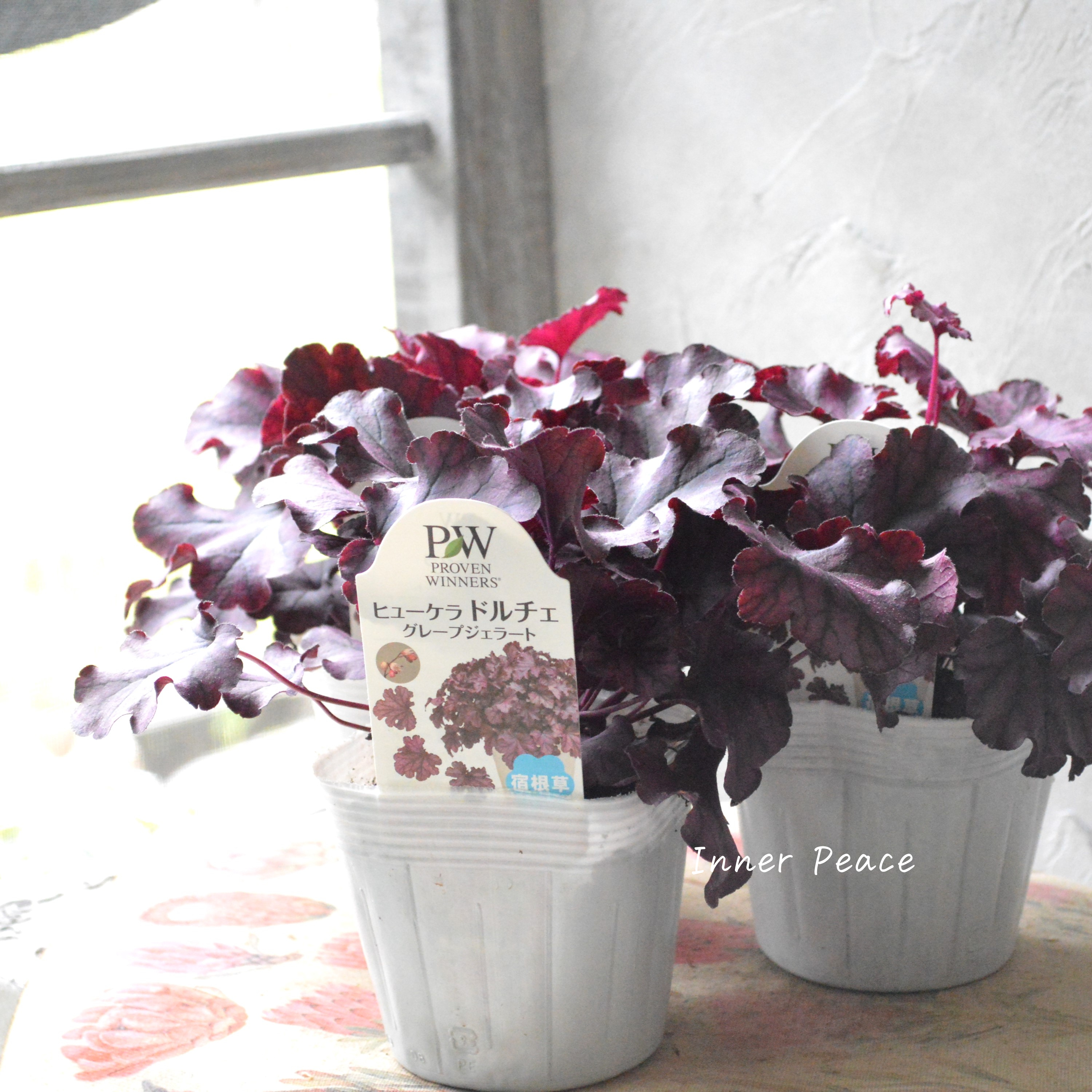 【PW】 ヒューケラ ドルチェ 『グレープジェラート』 3.5寸POT