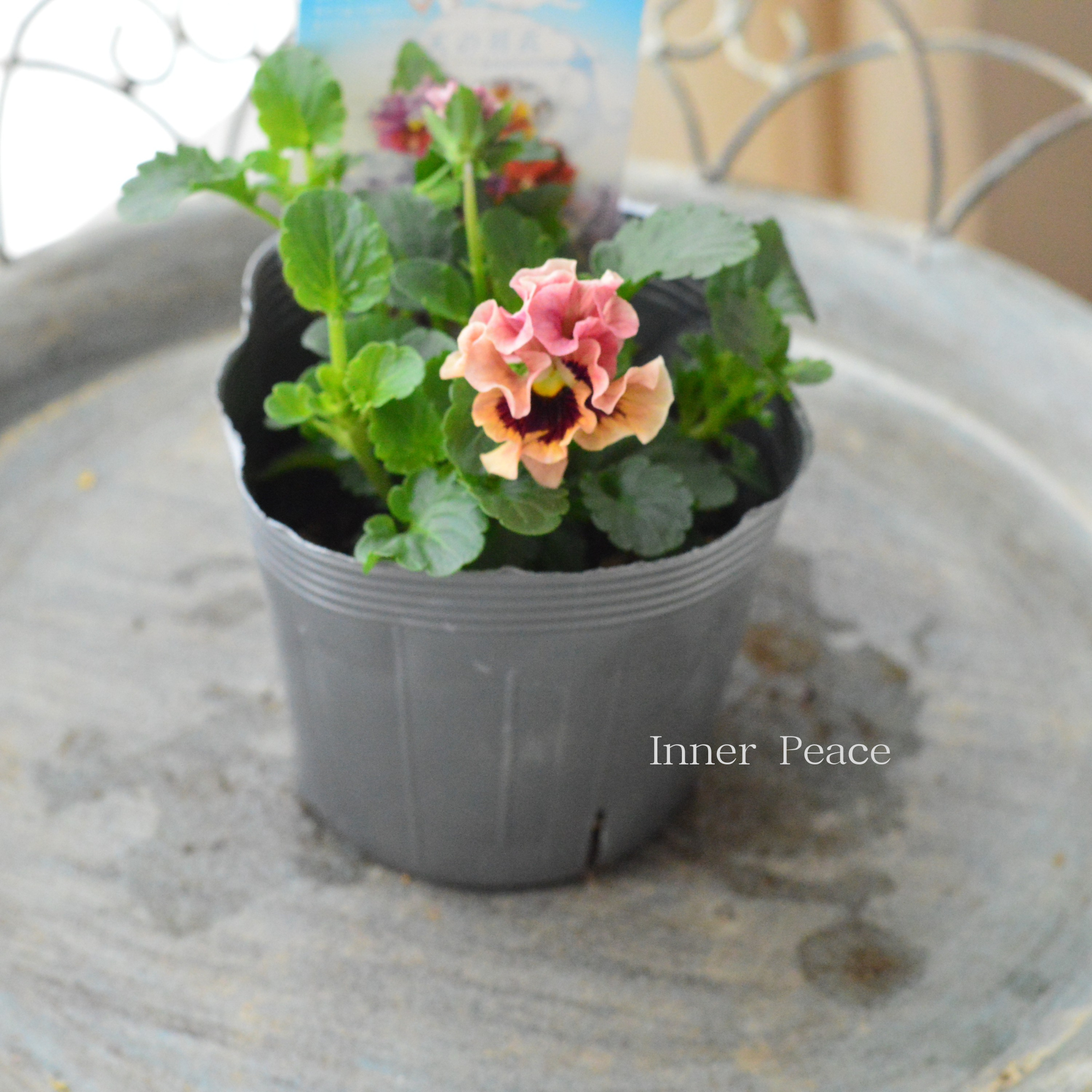 【うえたさん育種】 ミニパンジー 『天の羽衣・アプリコット系』 3.5寸POT