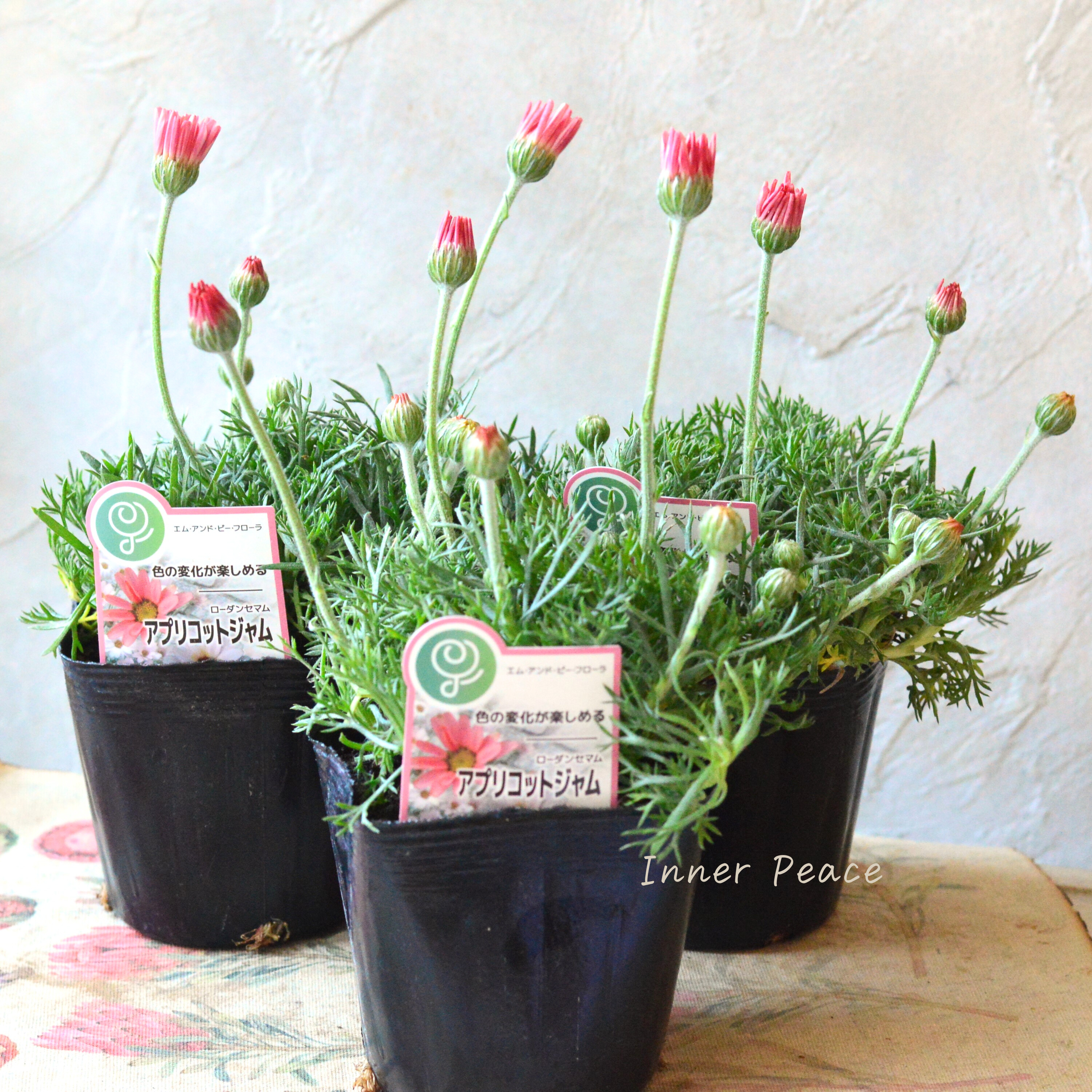 【大人かわいい】 ローダンセマム 『アプリコットジャム』 3.5寸POT