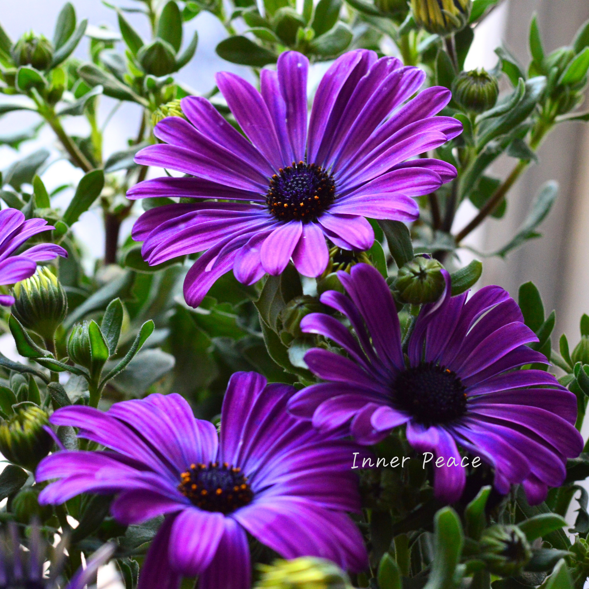 8da8b6e403559b9d483015af8fb0c8