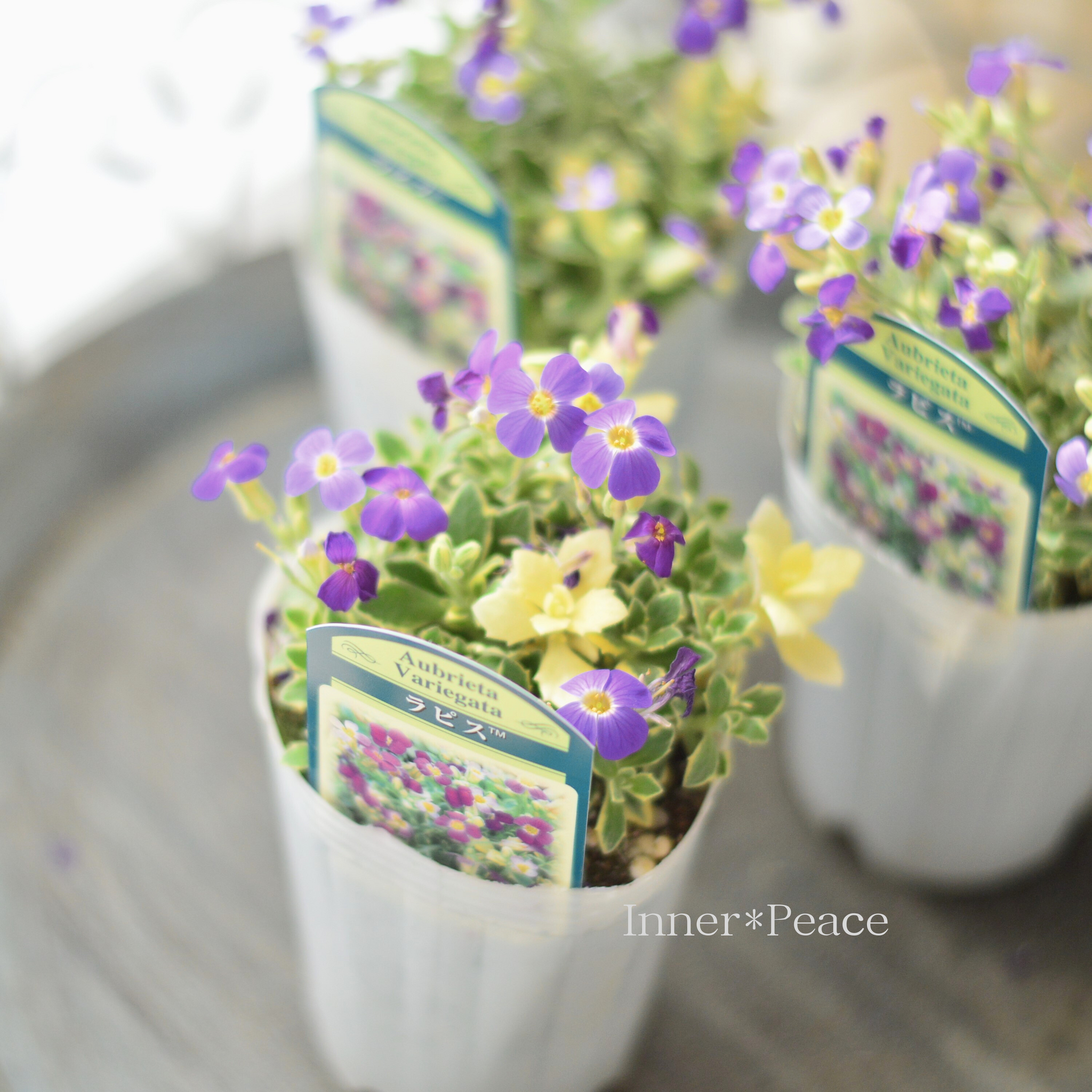 オーブリエチア　バリエガータ　斑入り 斑入オーブリエチア バリエガータ 【花苗 3号ポット】｜ 【植物