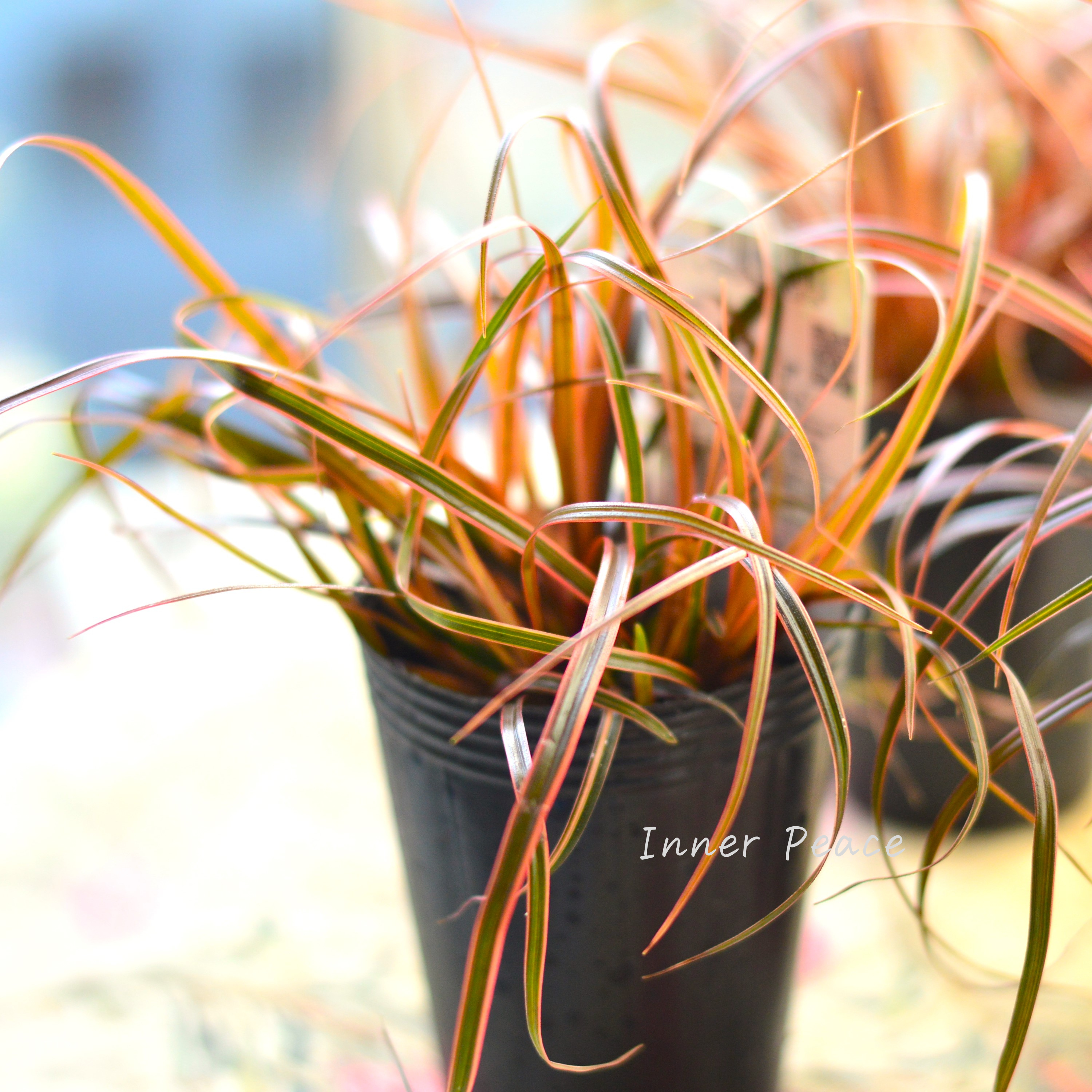 【希少】 ウンシニア・ルブラ 『エバーフレーム』 2.5寸ロングPOT