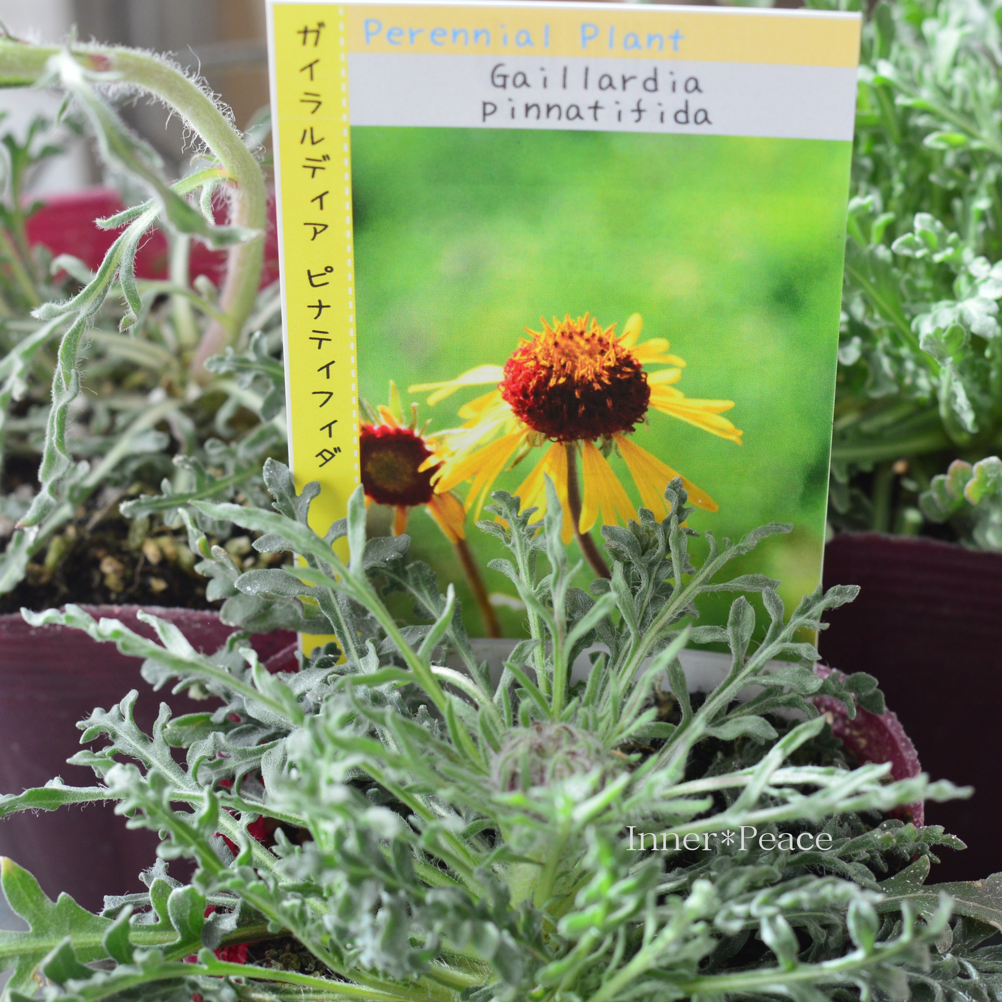 【希少】 ガイラルディア 『ピナティフィダ』 3.5寸POT