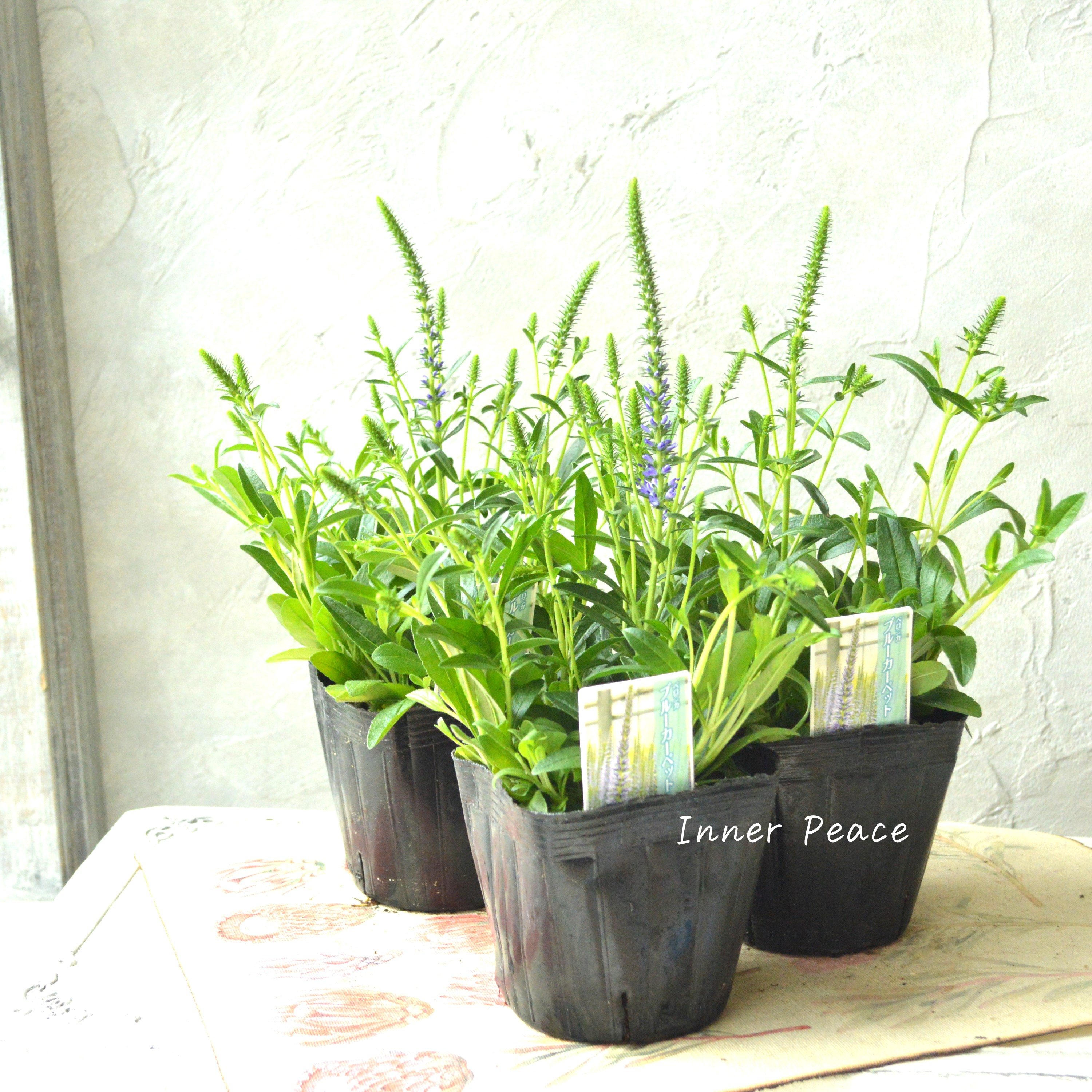 【宿根】 ベロニカ 『スピカタ・ブルーカーペット』 3.5寸POT