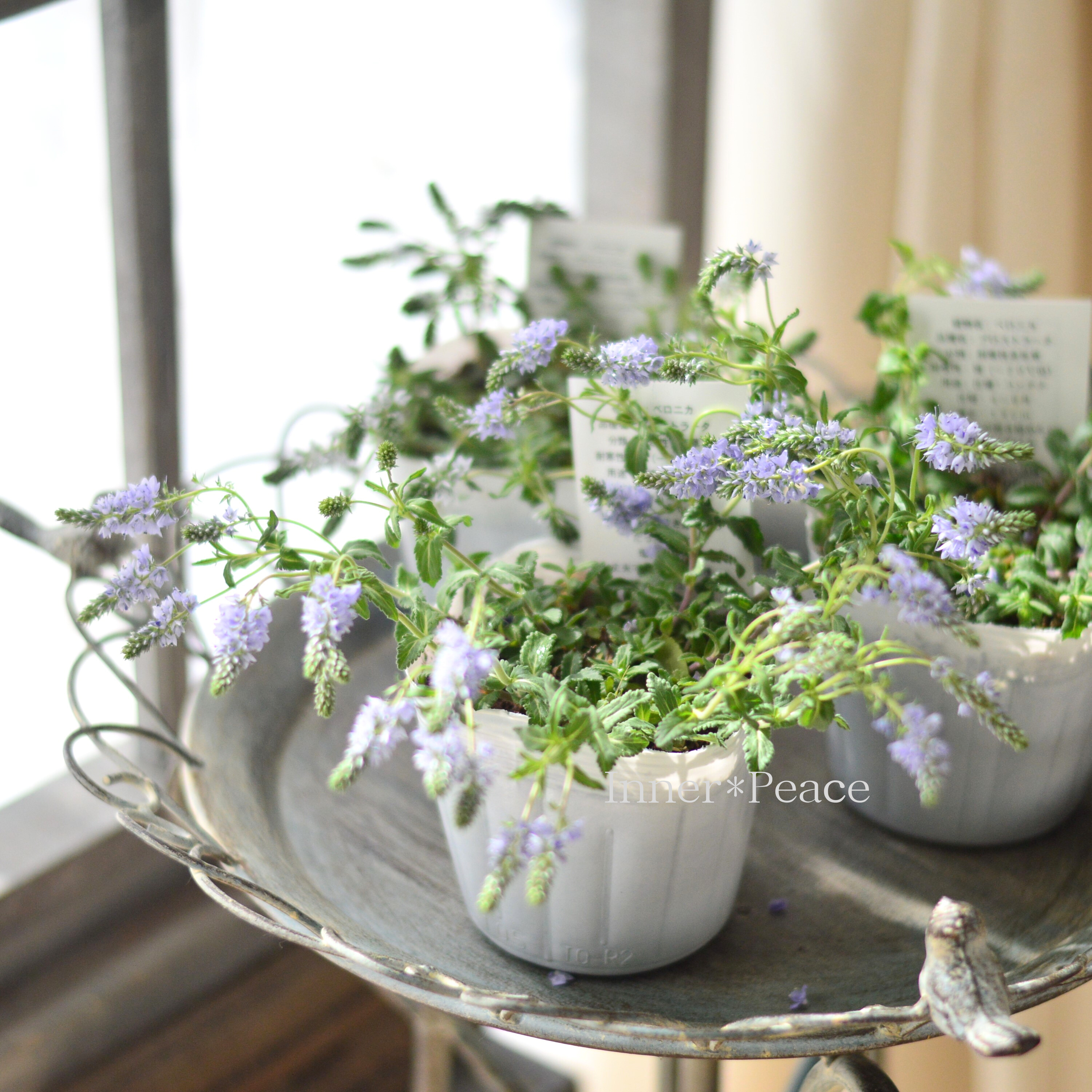 【宿根】 ベロニカ 『プロストラータ・ネスター』 3.5寸POT