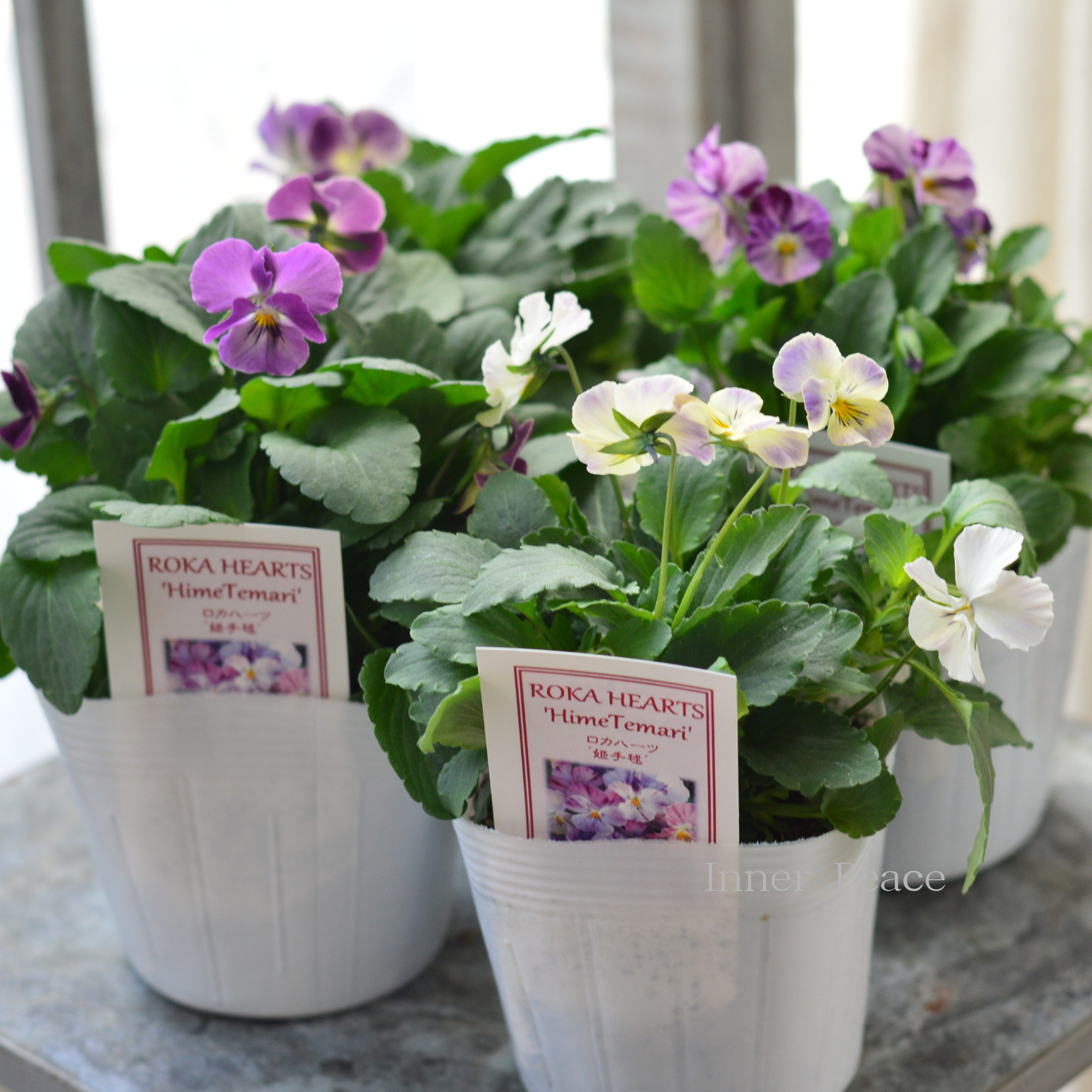 【美しい】 ビオラ ロカハーツ 『姫手毬』 3.5寸POT