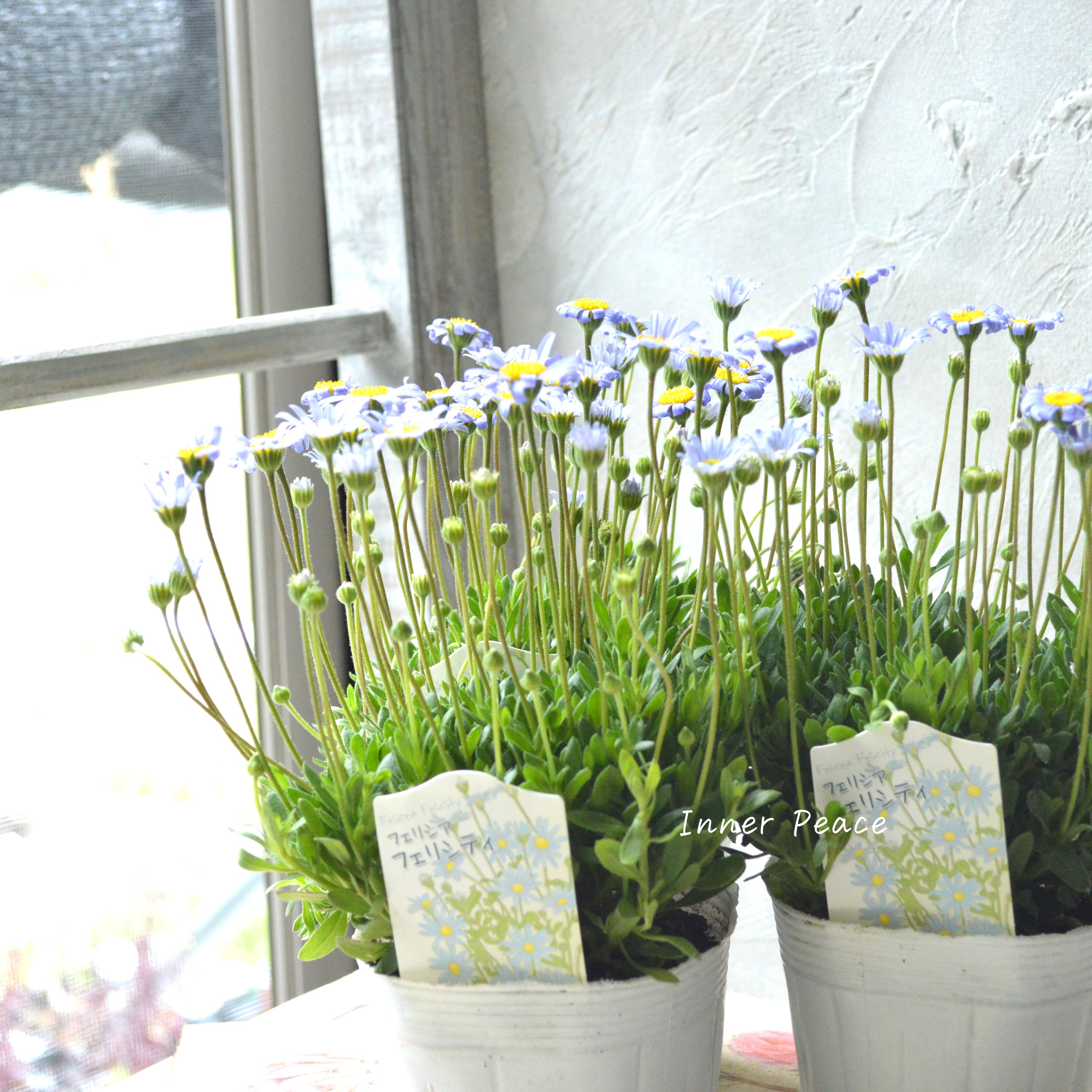 【美しい】 フェリシア 『フェリシティブルー』 3寸POT