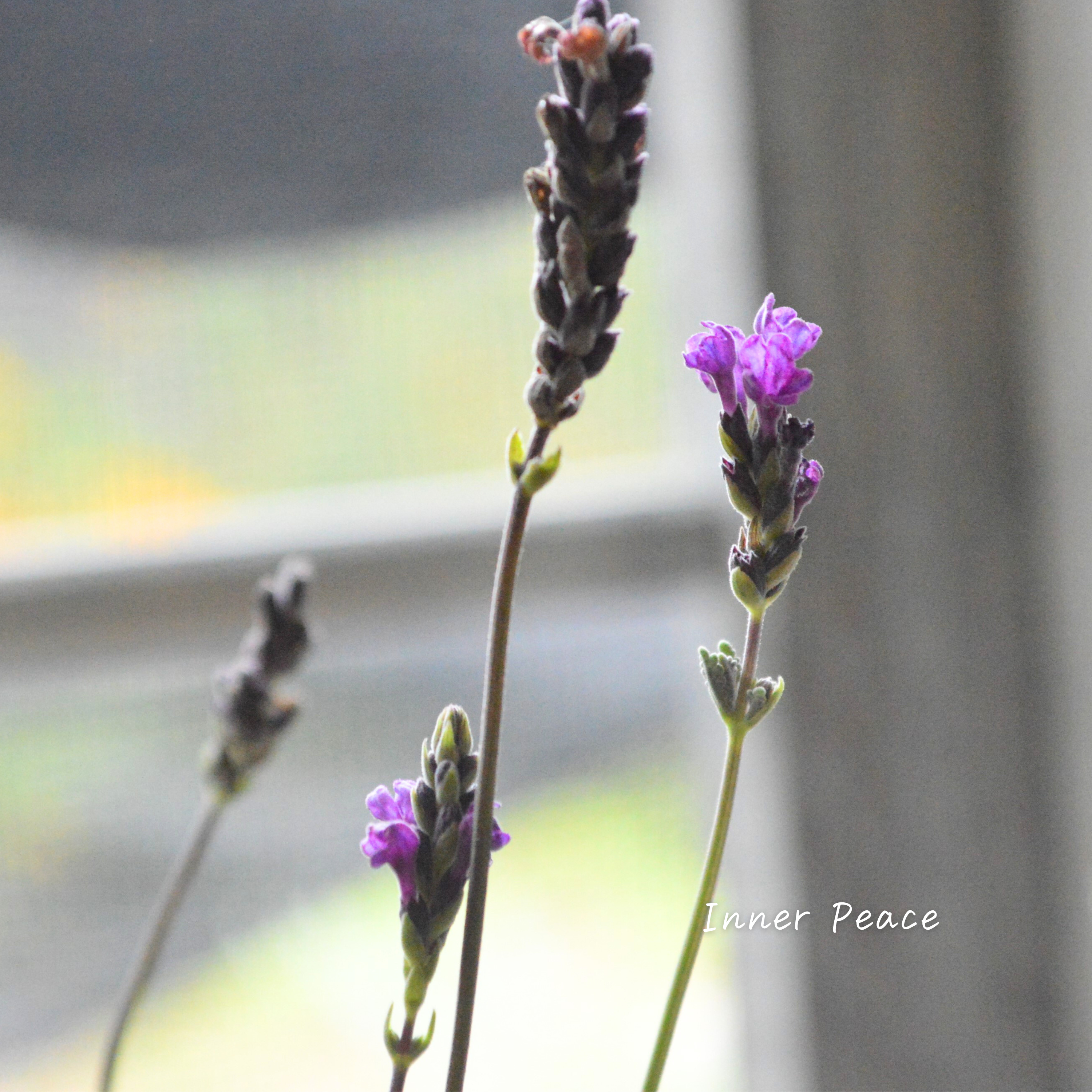 【希少】 レースラベンダー 『バイオレットフィズ』 3寸POT