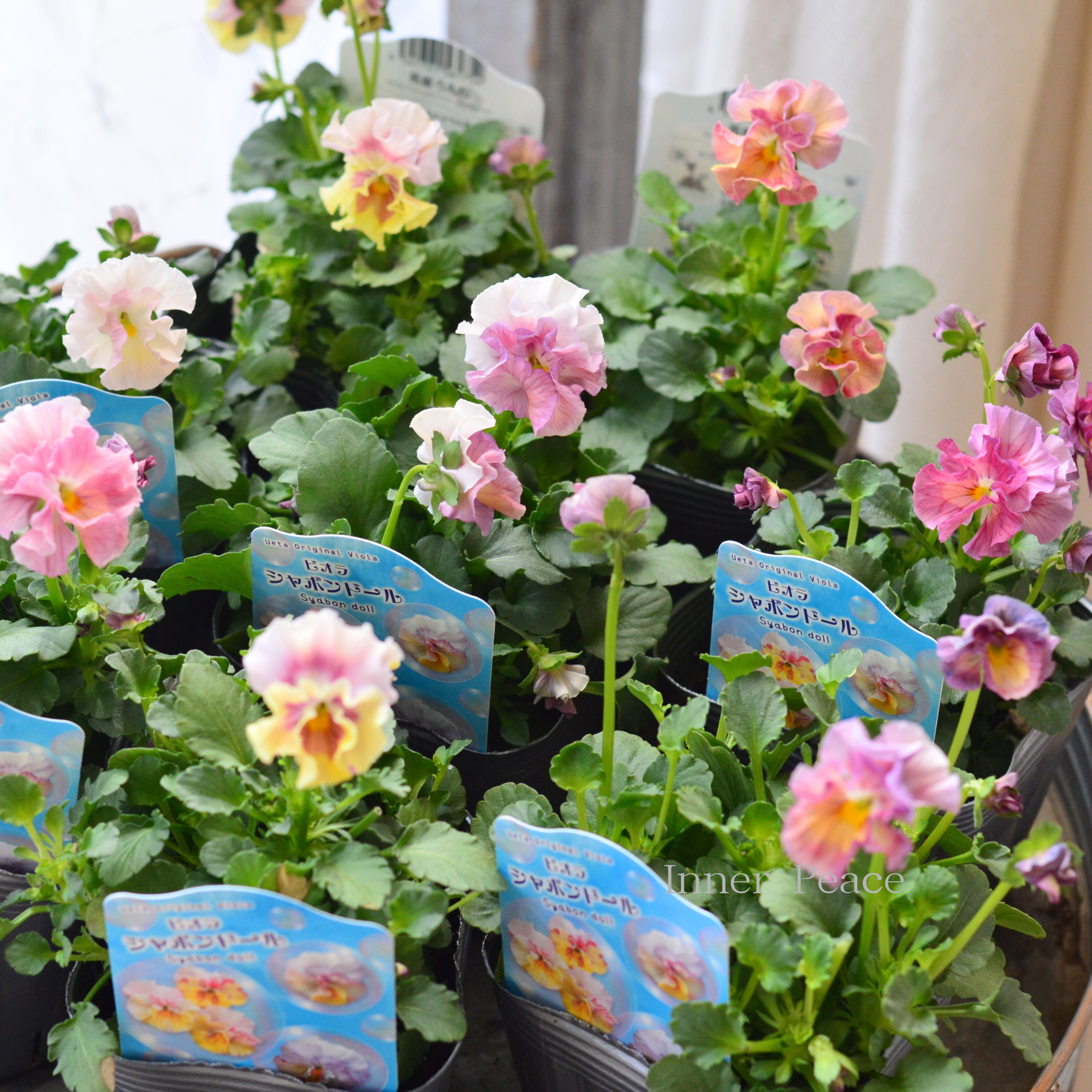 【うえたさん育種】 ビオラ 『シャボンドール』 3.5寸POT