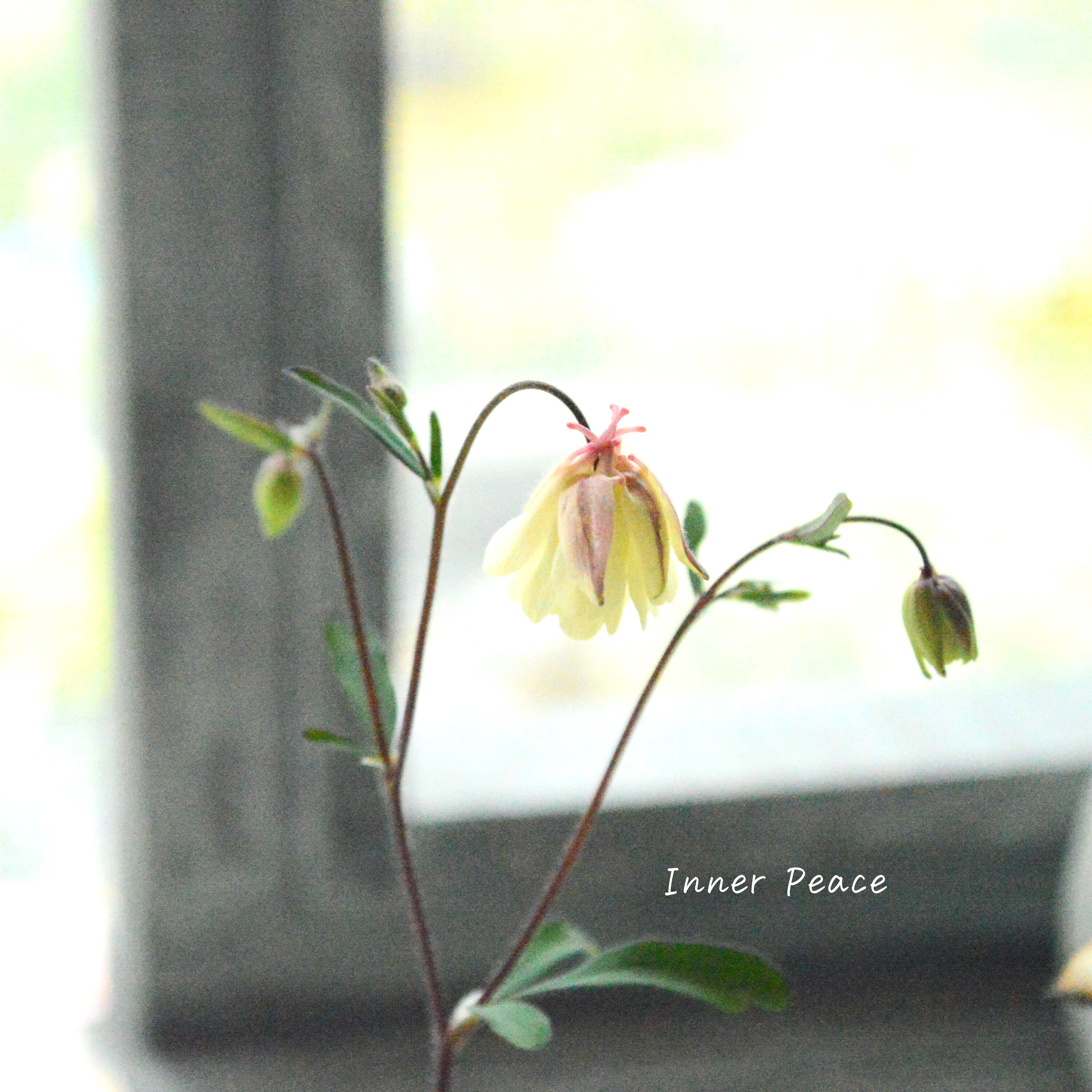 【八重咲き】 風鈴オダマキ 『桃かさね』 3寸POT