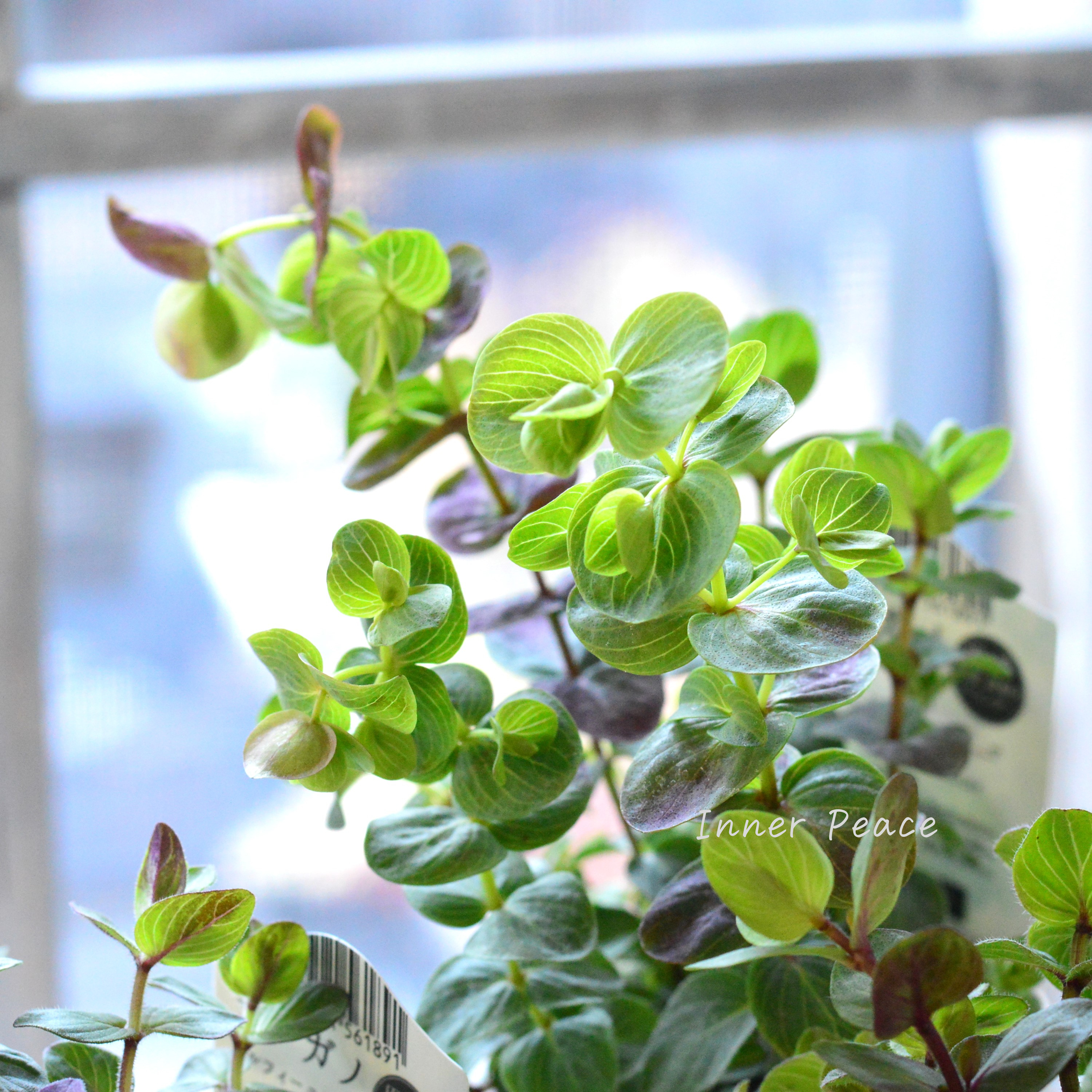 【人気】 オレガノ 『ミルフィーユリーフ』  2.5寸POT