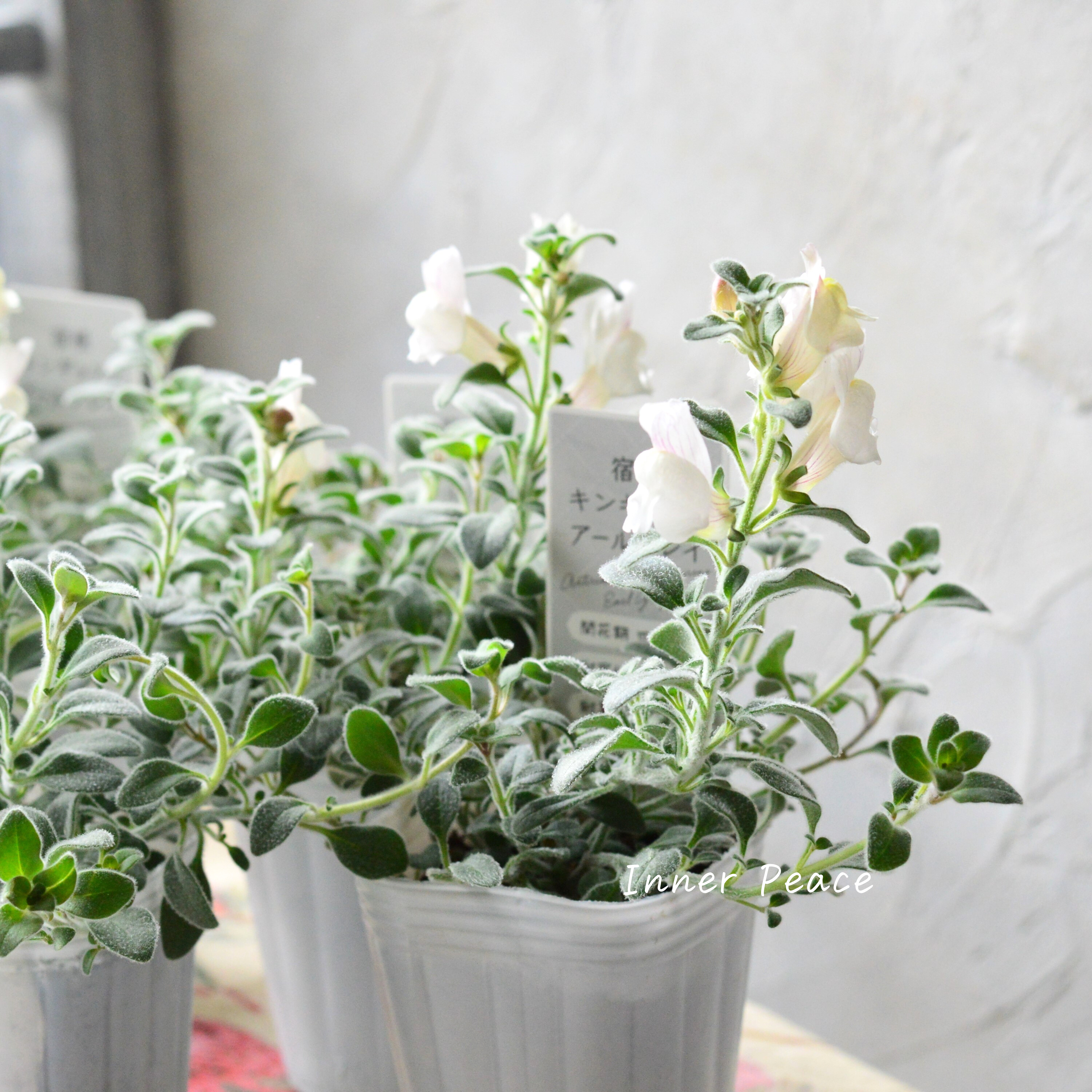 【シルバーリーフ】 キンギョソウ 『アールグレイ』 2.5寸POT