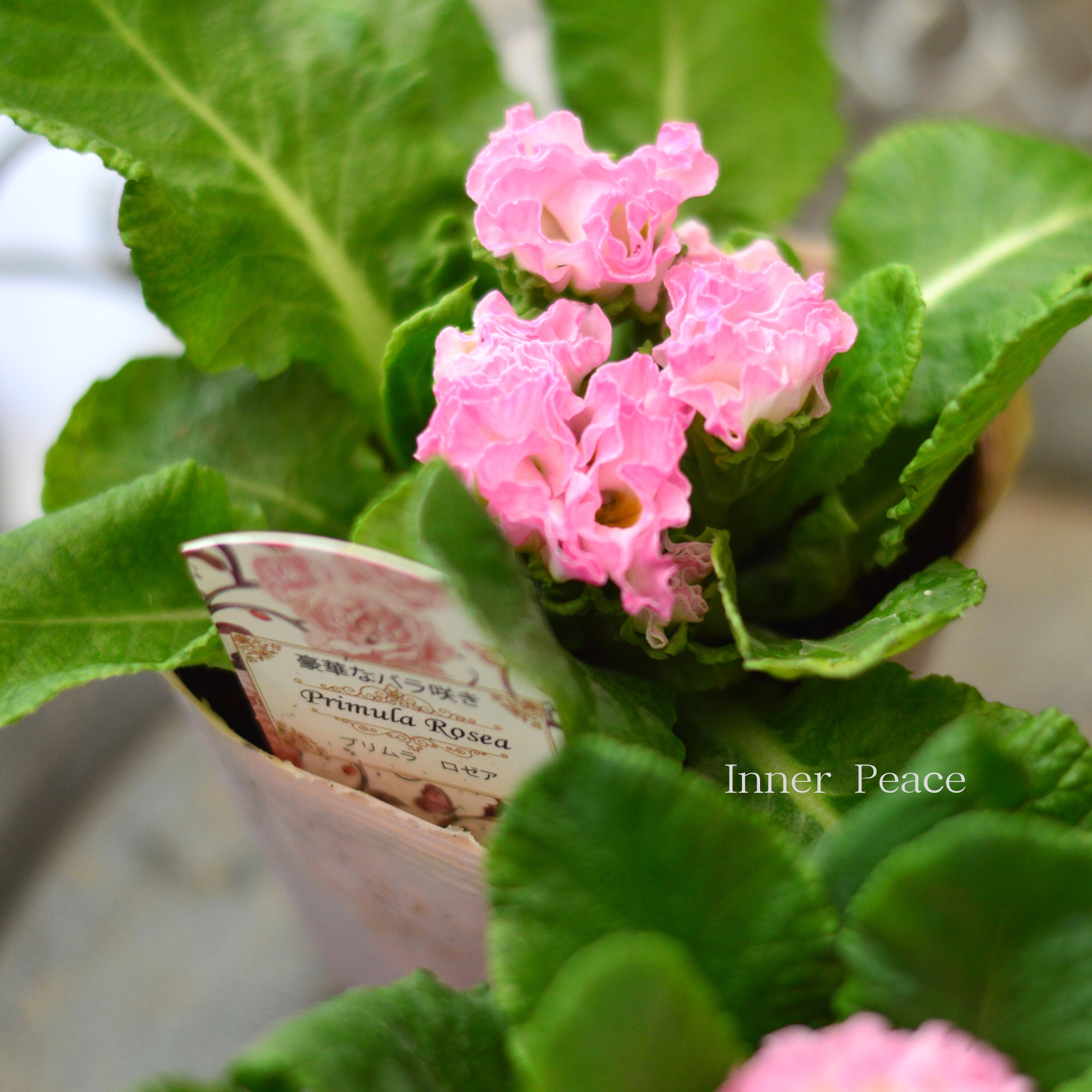 【美しい】 プリムラ・ジュリアン 『ロゼア ピンク』 3.5寸POT