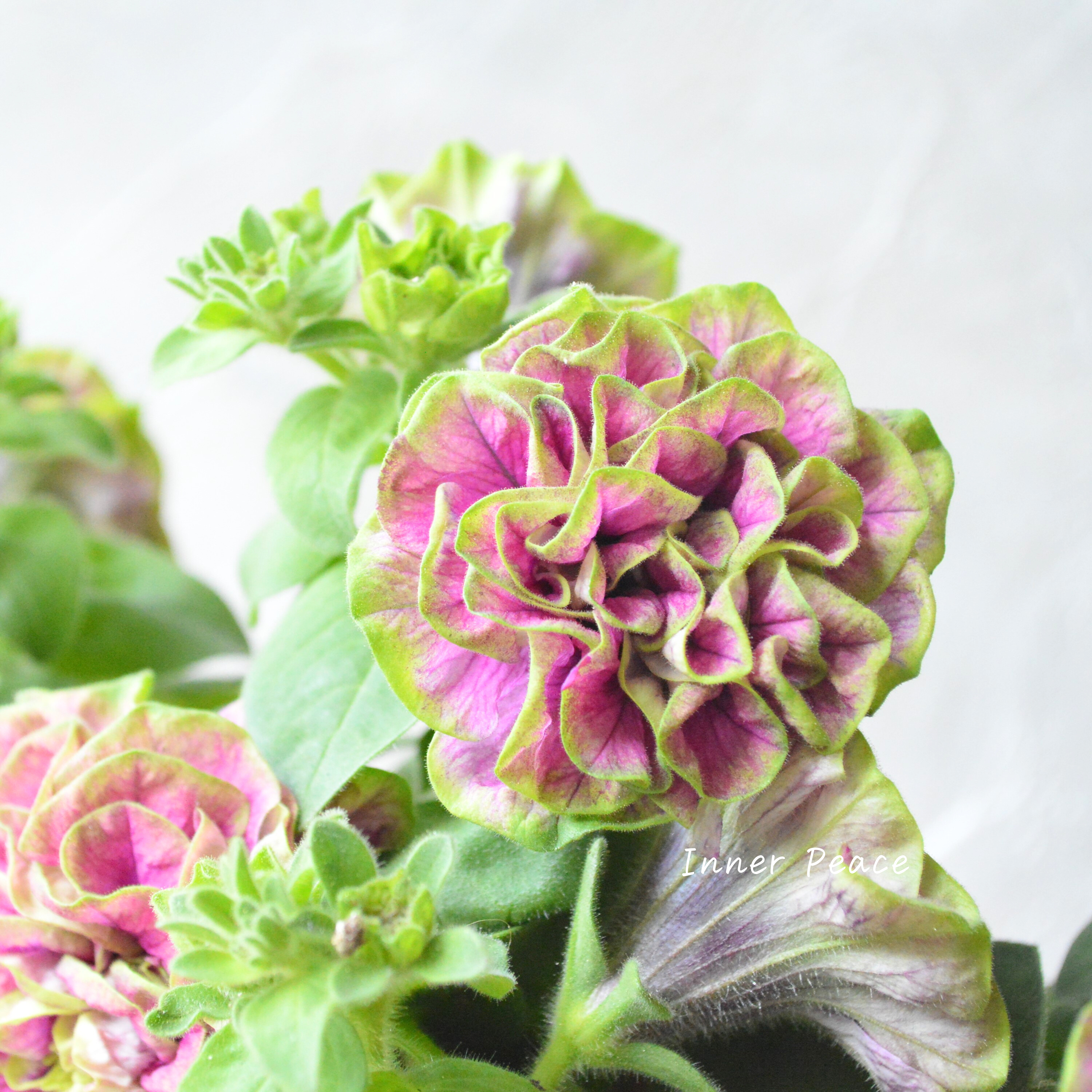 【ガルテン湘南さん】 ペチュニア 『湘南ルビーノ・ヴェルデ』 3.5寸POT