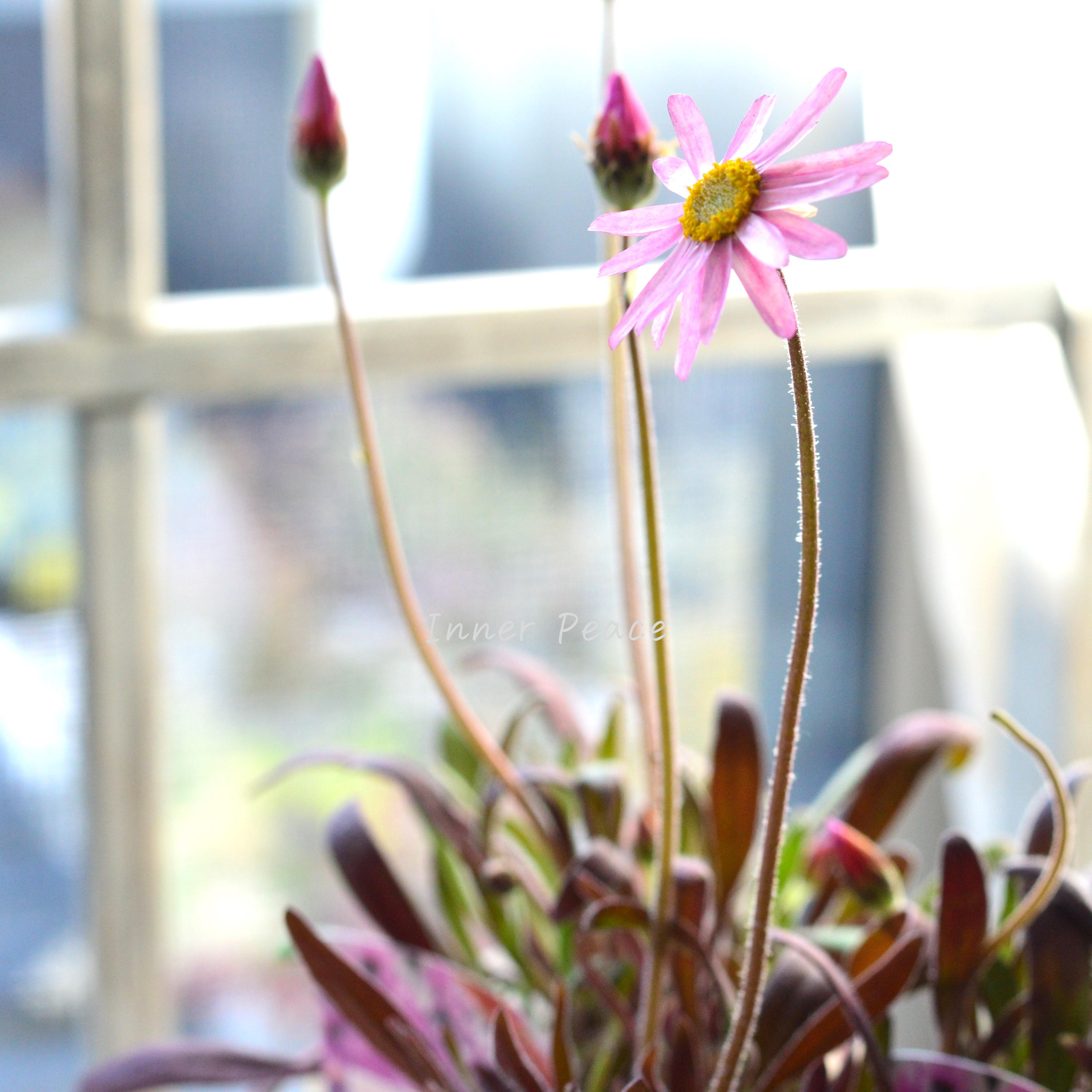 【開花期間が長い】 ローレンセラ 3寸POT