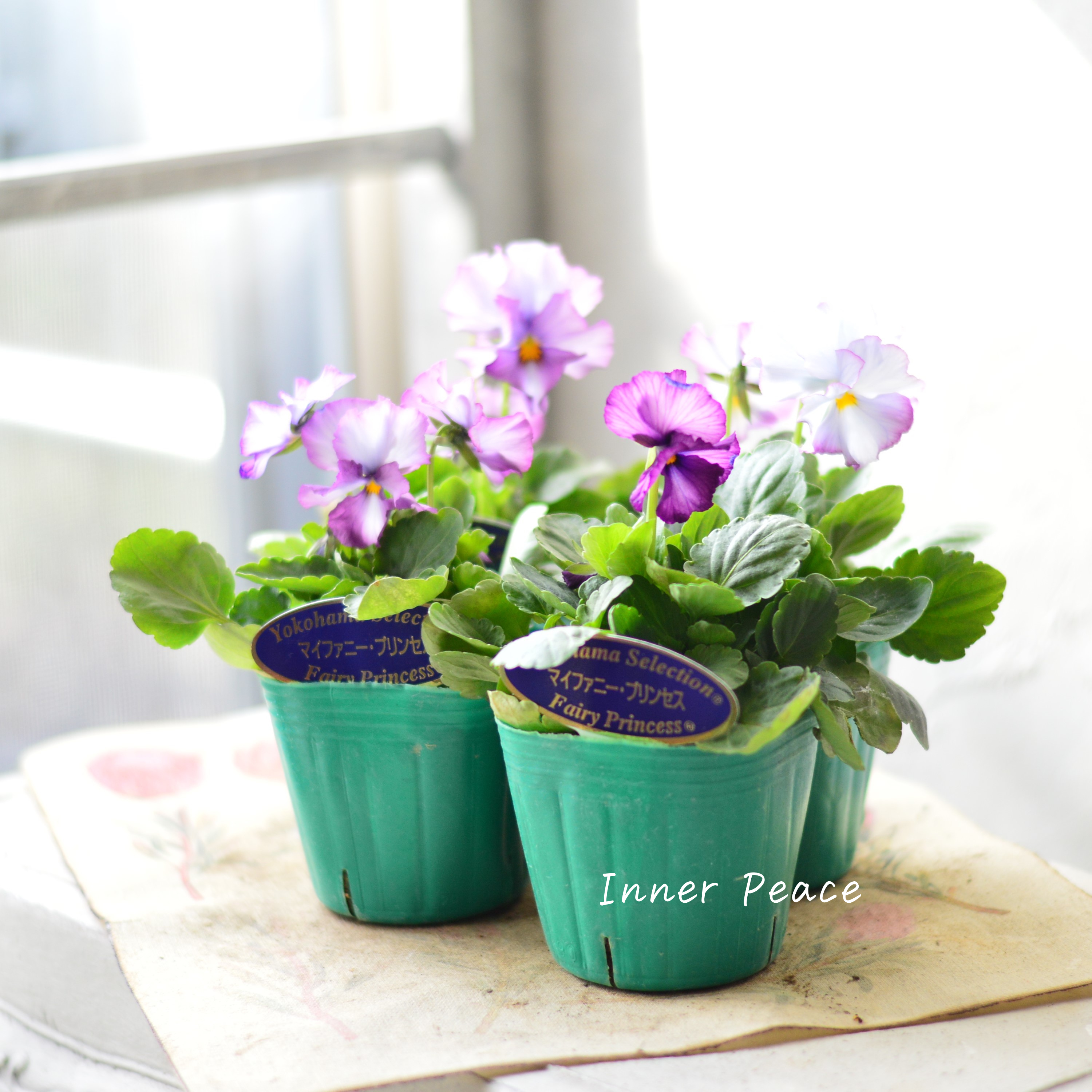 【人気】 ビオラ 『横浜セレクション・マイファニープリンセス』 3寸POT