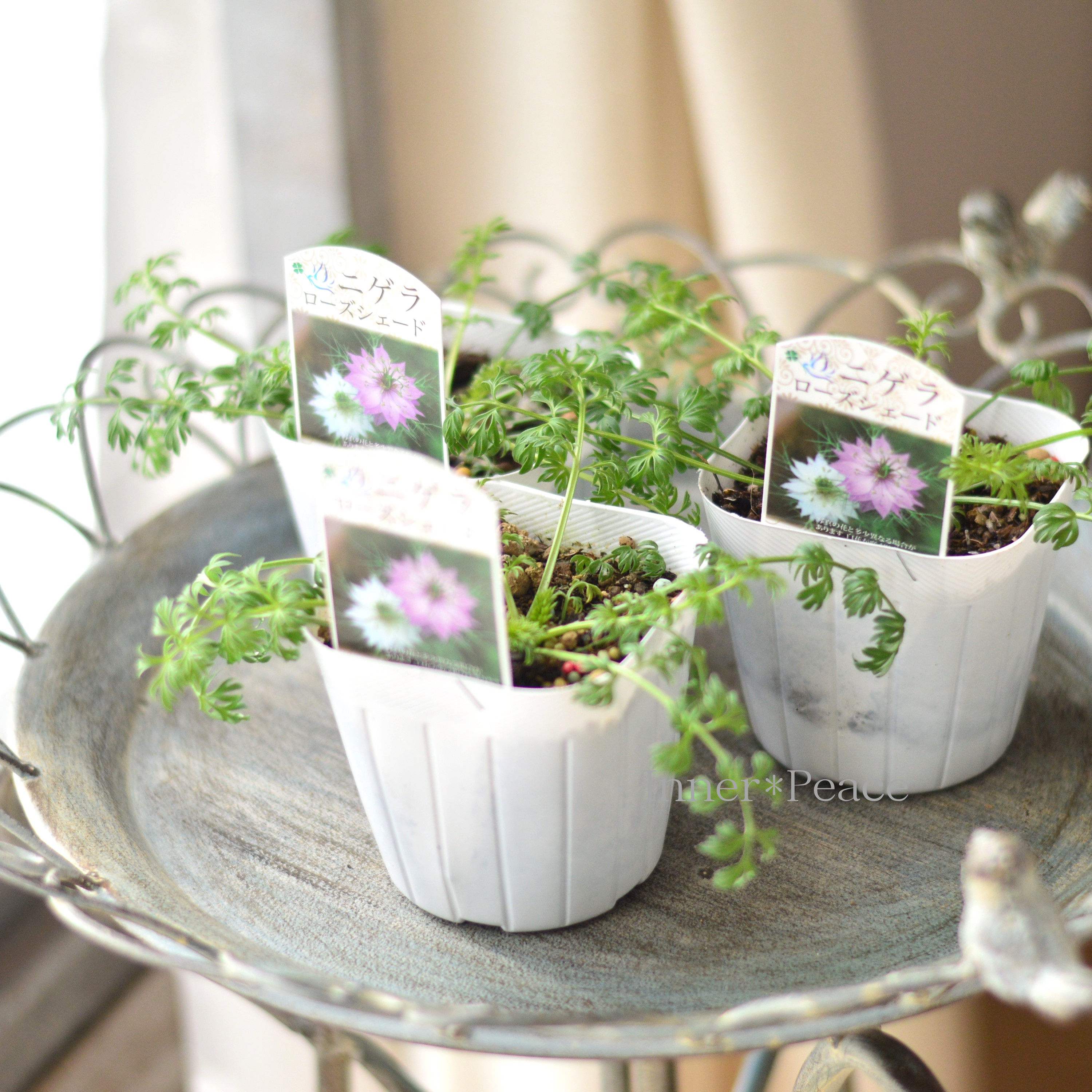 【オシャレ】 ニゲラ 『ローズシェード』植え込み用 3寸POT